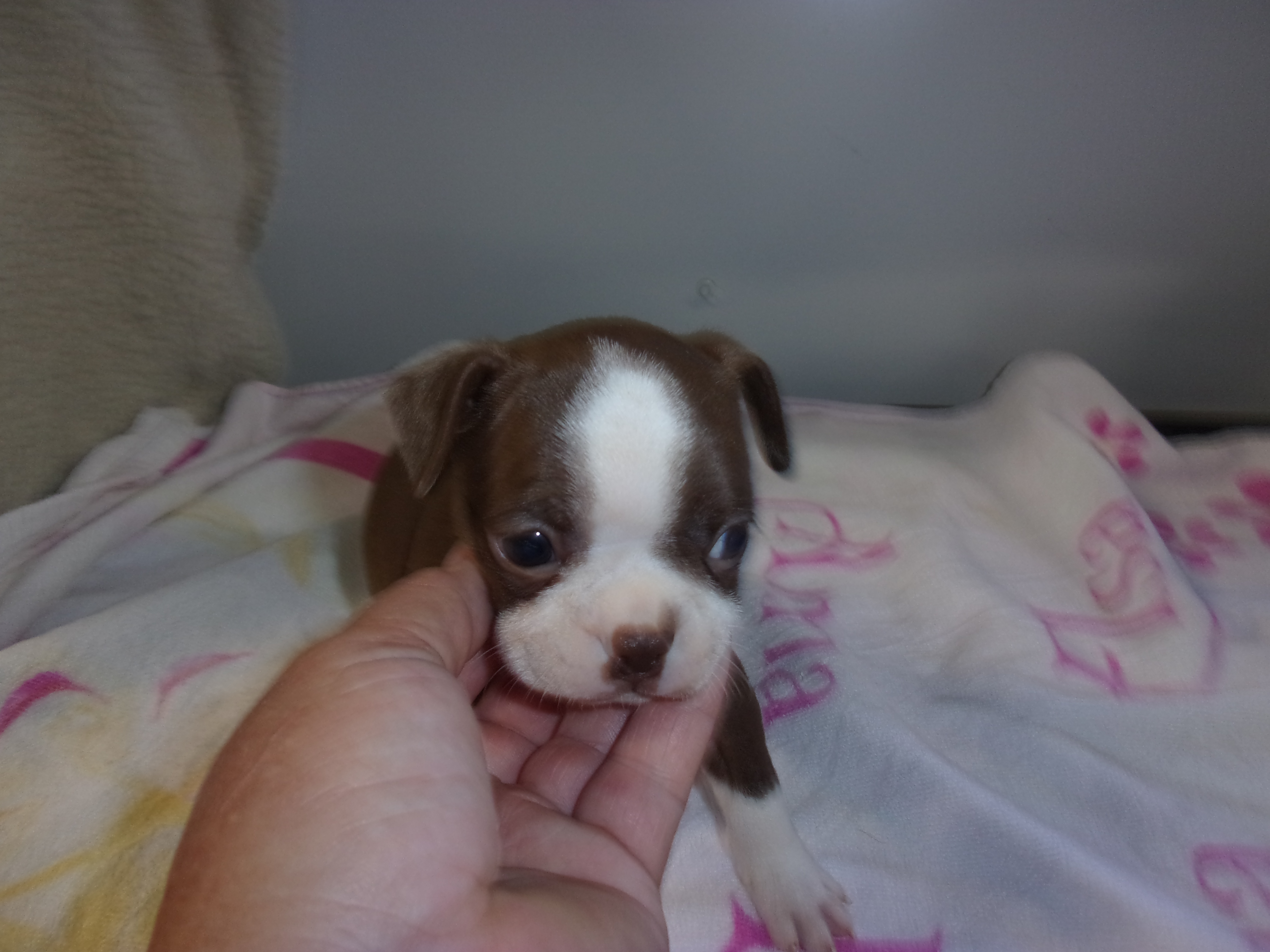 puppy, for, sale, Boston Terrier, Gayle  Baker, dog, breeder, Minneapolis, KS, dog-breeder, puppy-for-sale, forsale, nearby, find, puppyfind, locator, puppylocator, aca