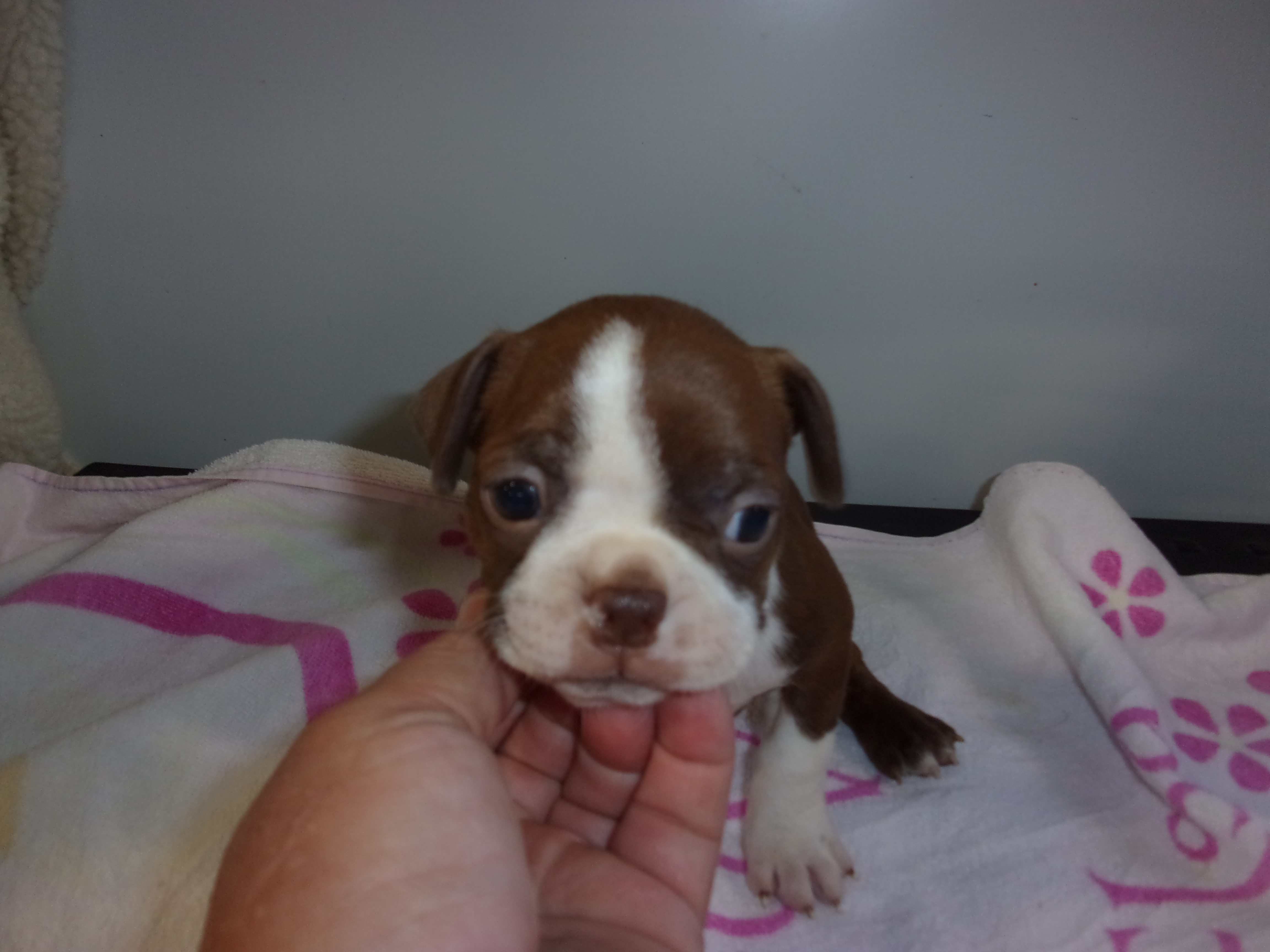 puppy, for, sale, Boston Terrier, Gayle  Baker, dog, breeder, Minneapolis, KS, dog-breeder, puppy-for-sale, forsale, nearby, find, puppyfind, locator, puppylocator, aca