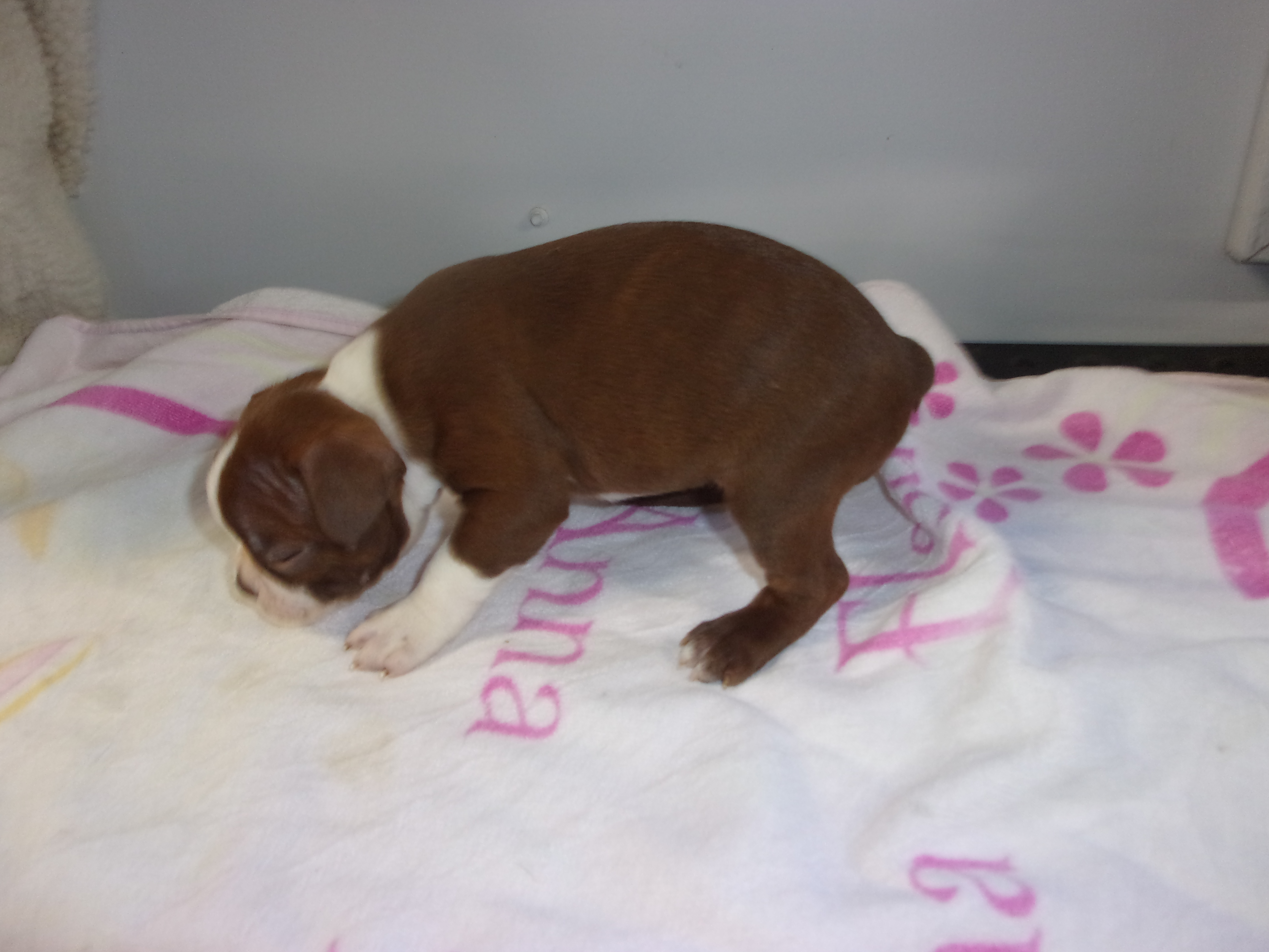 puppy, for, sale, Boston Terrier, Gayle  Baker, dog, breeder, Minneapolis, KS, dog-breeder, puppy-for-sale, forsale, nearby, find, puppyfind, locator, puppylocator, aca