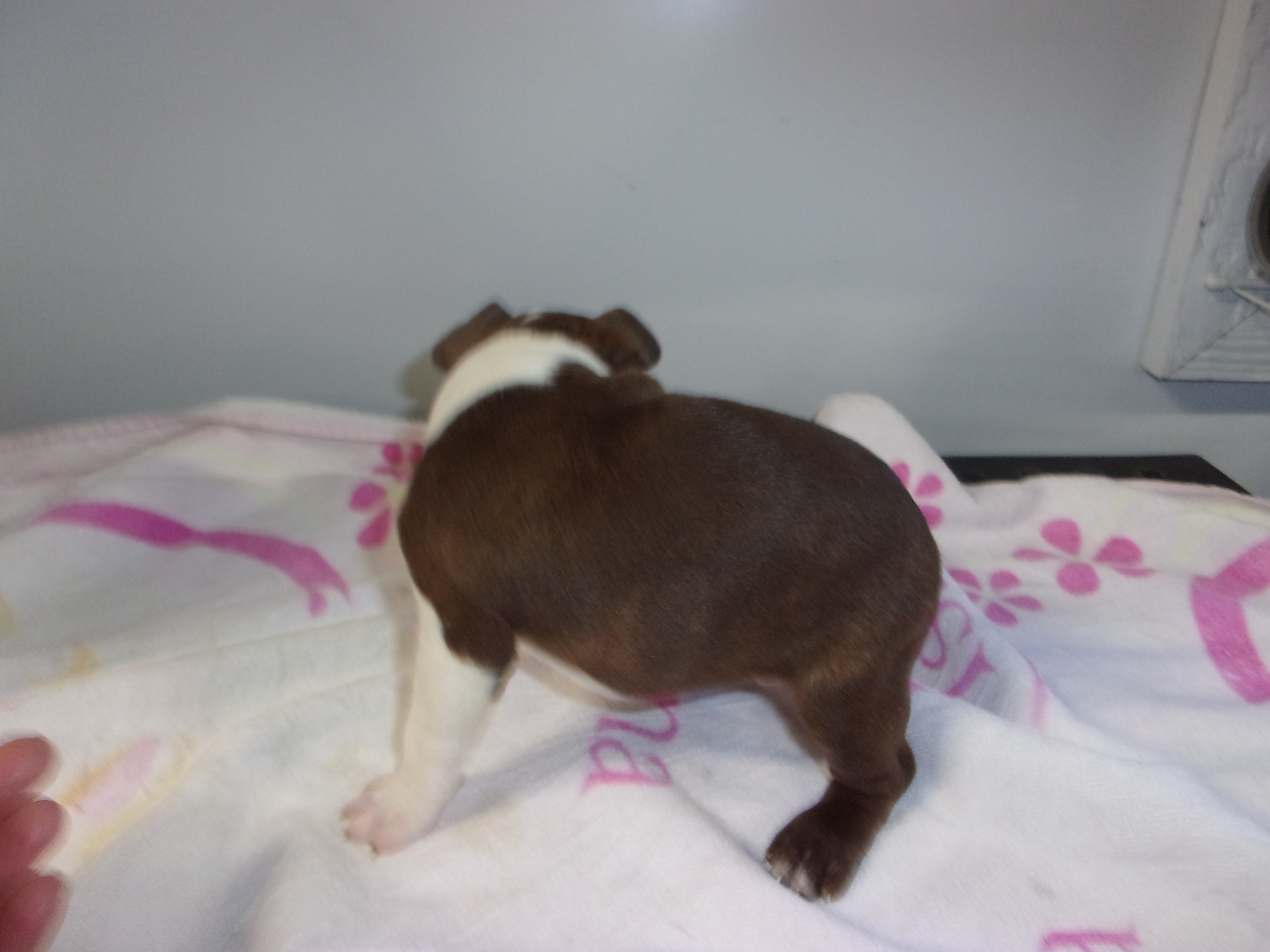 puppy, for, sale, Boston Terrier, Gayle  Baker, dog, breeder, Minneapolis, KS, dog-breeder, puppy-for-sale, forsale, nearby, find, puppyfind, locator, puppylocator, aca