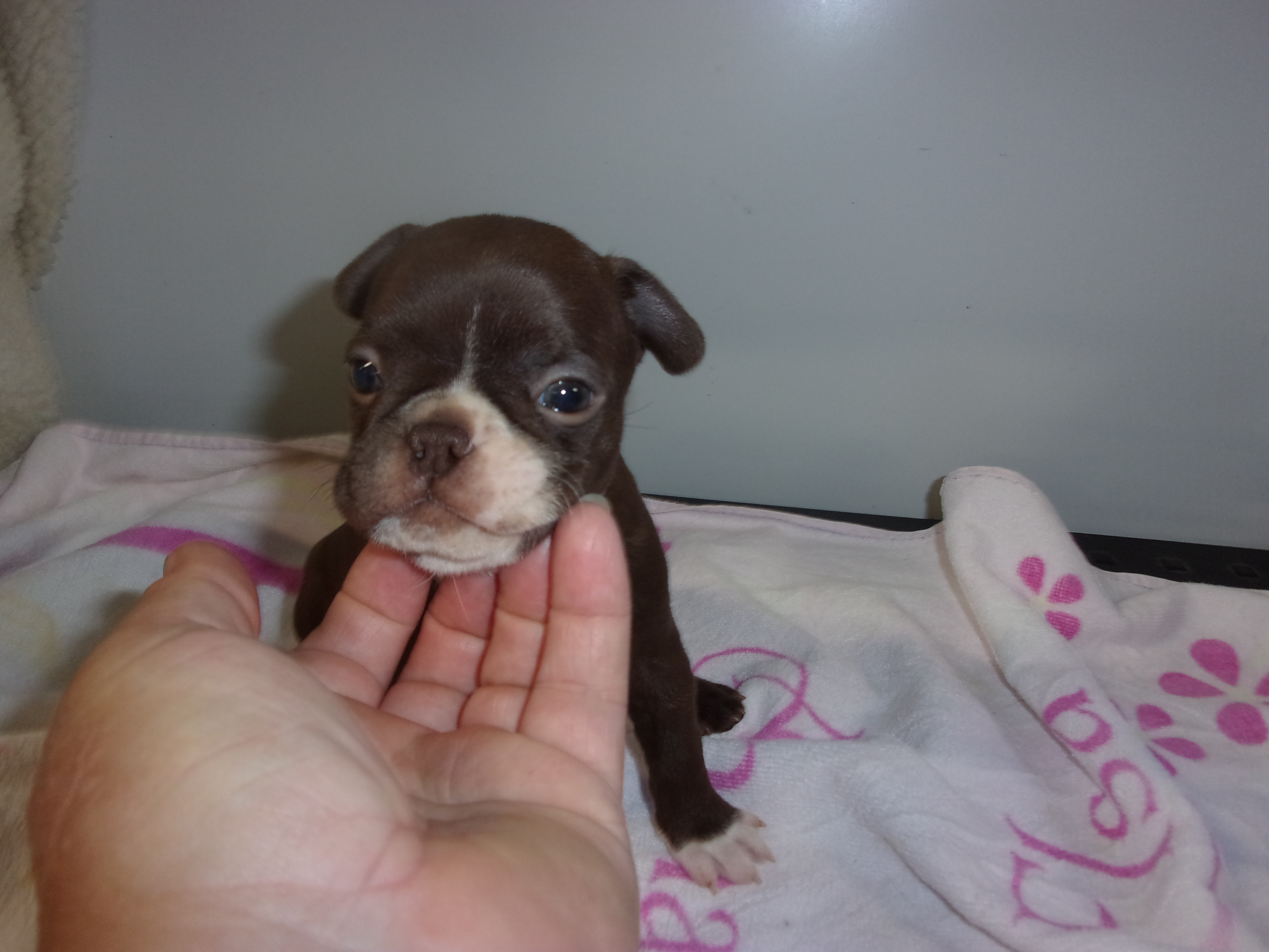 puppy, for, sale, Boston Terrier, Gayle  Baker, dog, breeder, Minneapolis, KS, dog-breeder, puppy-for-sale, forsale, nearby, find, puppyfind, locator, puppylocator, aca