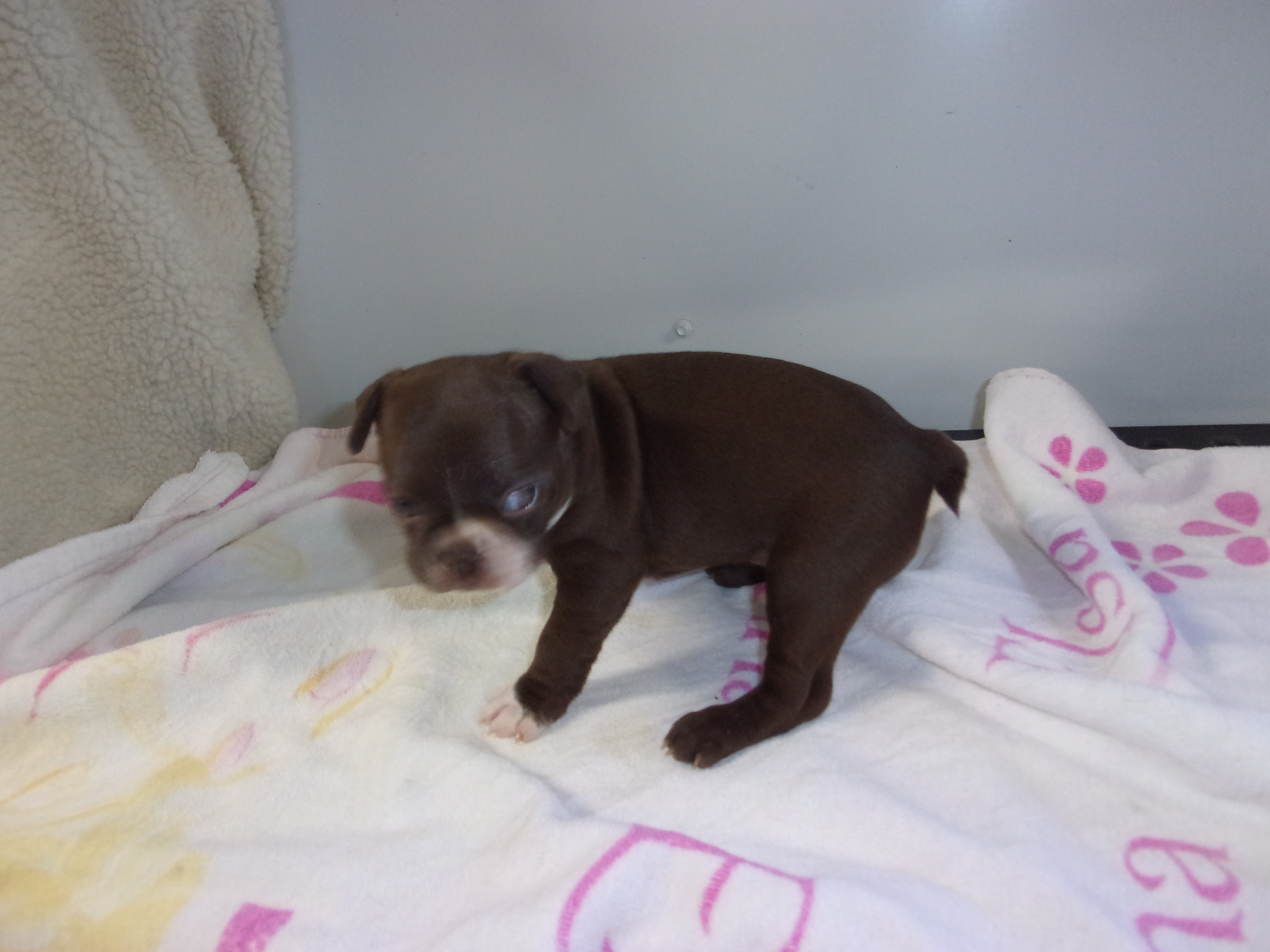 puppy, for, sale, Boston Terrier, Gayle  Baker, dog, breeder, Minneapolis, KS, dog-breeder, puppy-for-sale, forsale, nearby, find, puppyfind, locator, puppylocator, aca