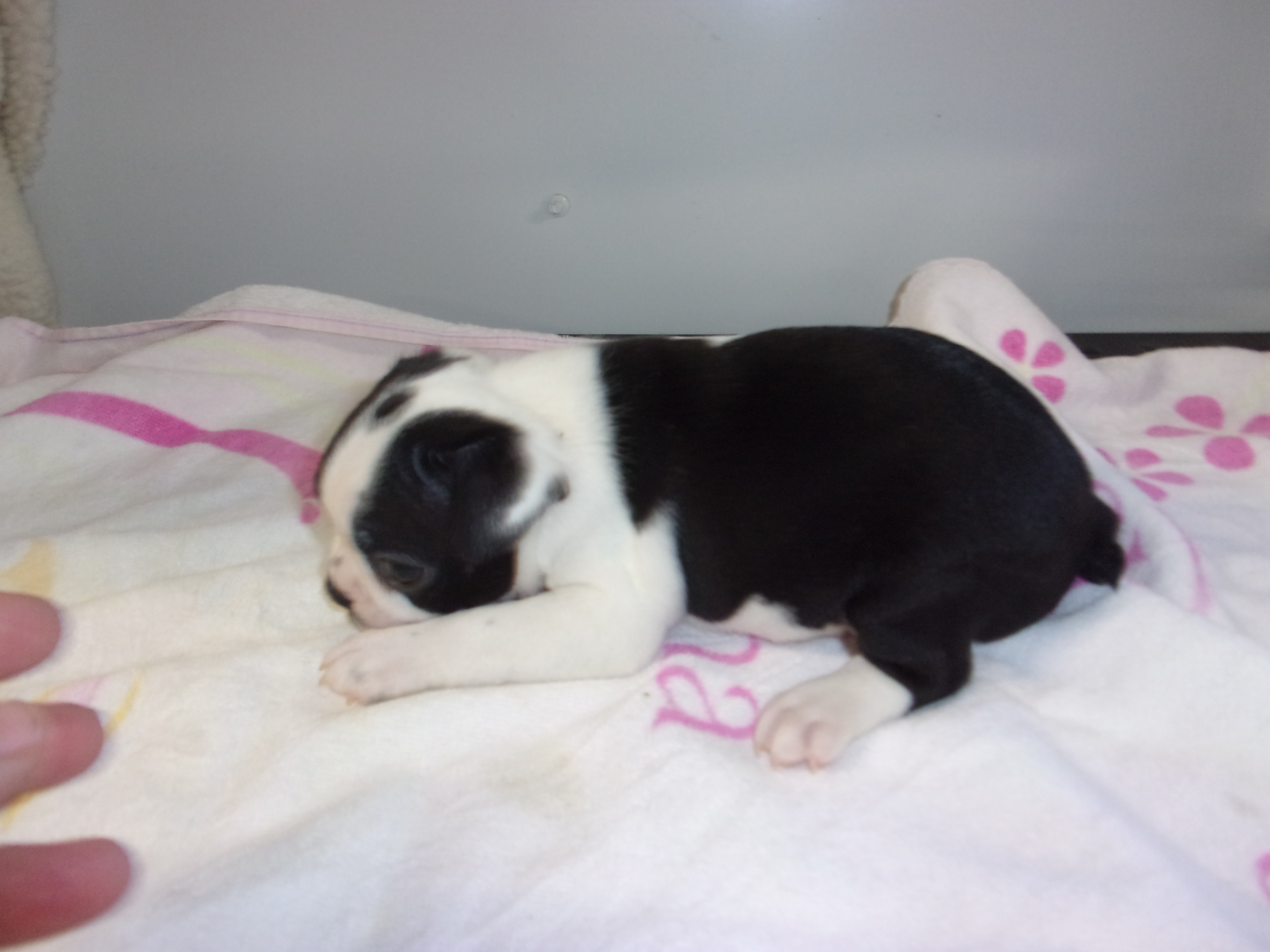 puppy, for, sale, Boston Terrier, Gayle  Baker, dog, breeder, Minneapolis, KS, dog-breeder, puppy-for-sale, forsale, nearby, find, puppyfind, locator, puppylocator, aca