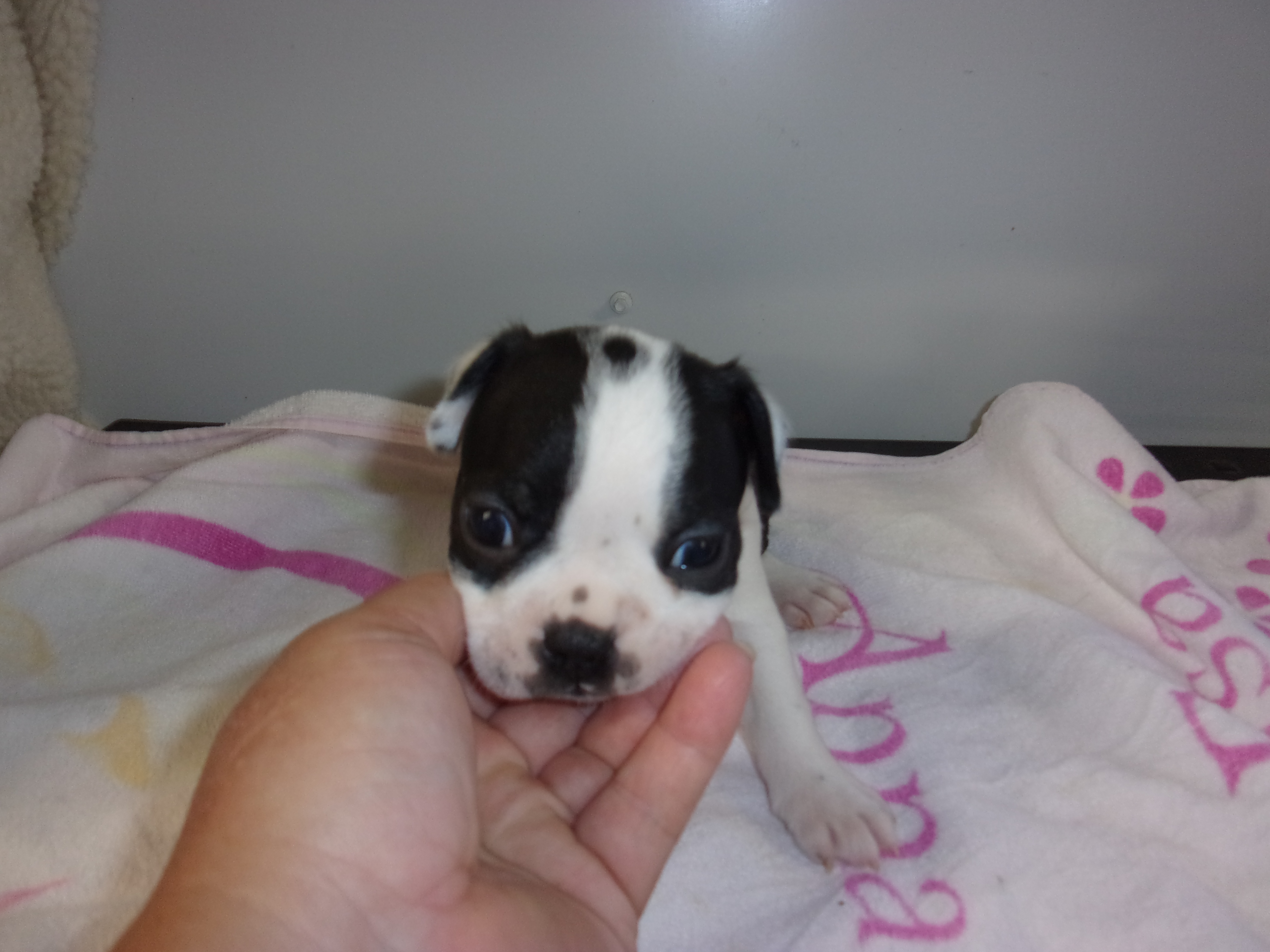 puppy, for, sale, Boston Terrier, Gayle  Baker, dog, breeder, Minneapolis, KS, dog-breeder, puppy-for-sale, forsale, nearby, find, puppyfind, locator, puppylocator, aca