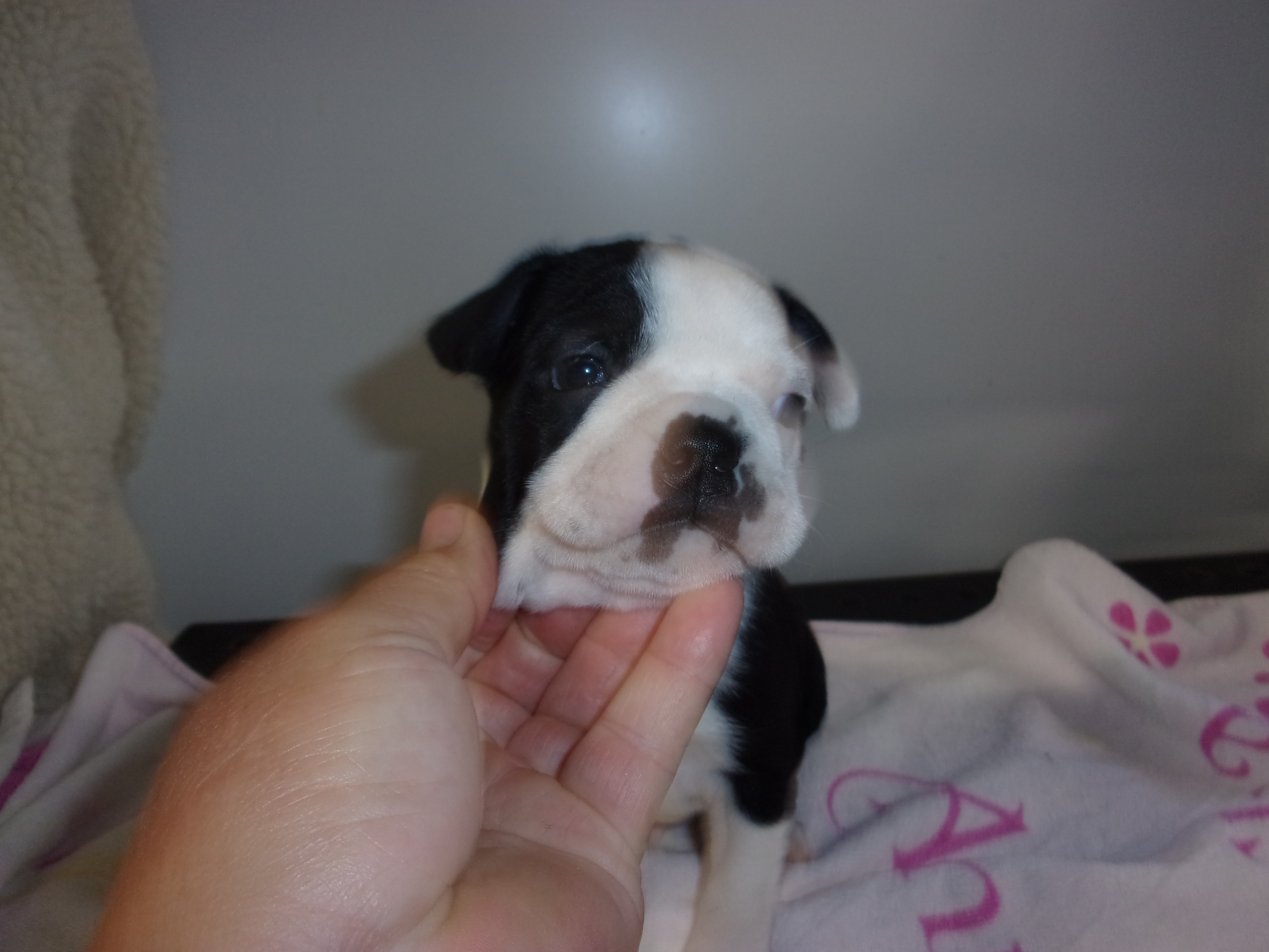 puppy, for, sale, Boston Terrier, Gayle  Baker, dog, breeder, Minneapolis, KS, dog-breeder, puppy-for-sale, forsale, nearby, find, puppyfind, locator, puppylocator, aca