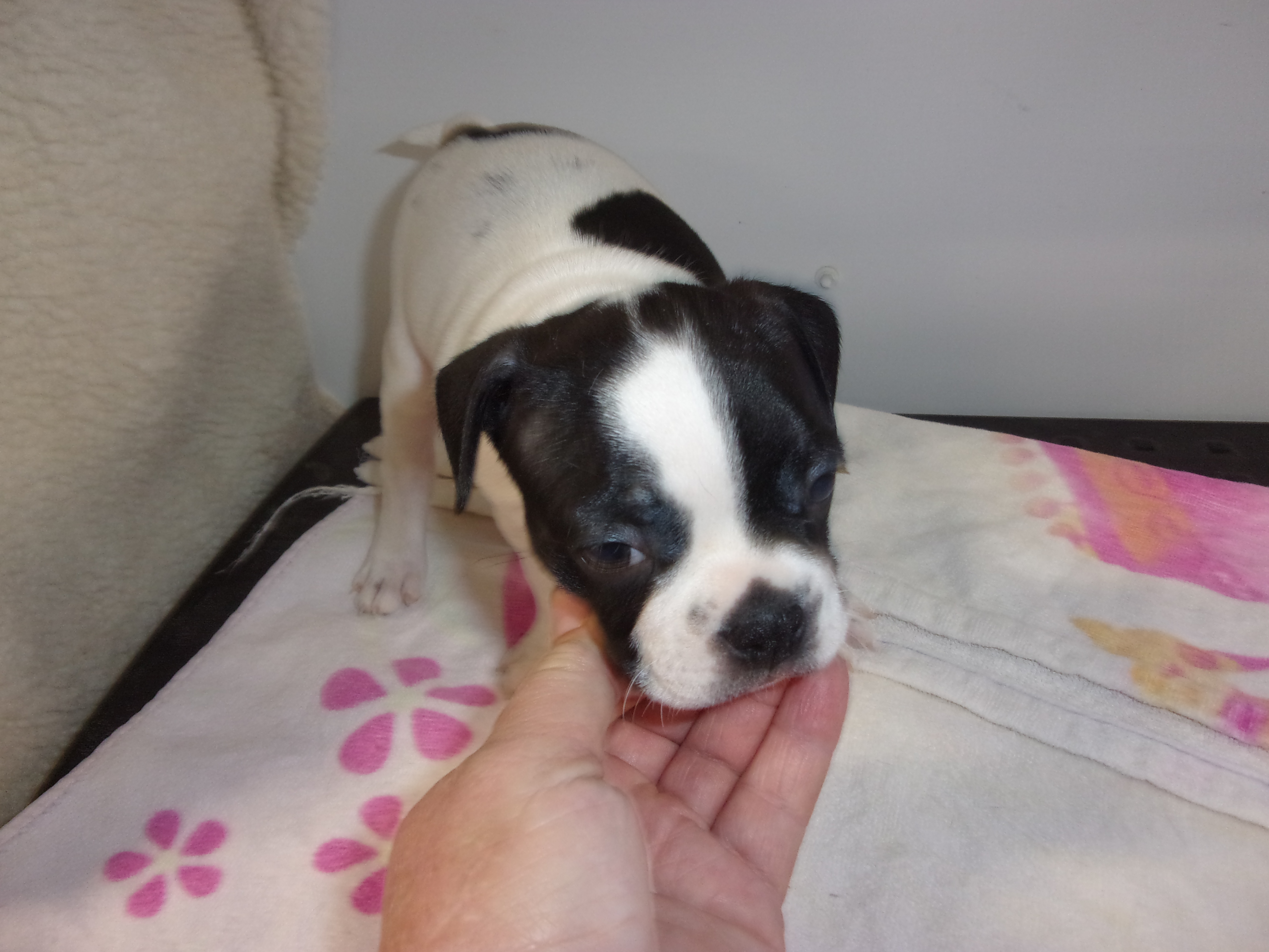 puppy, for, sale, Boston Terrier, Gayle  Baker, dog, breeder, Minneapolis, KS, dog-breeder, puppy-for-sale, forsale, nearby, find, puppyfind, locator, puppylocator, aca