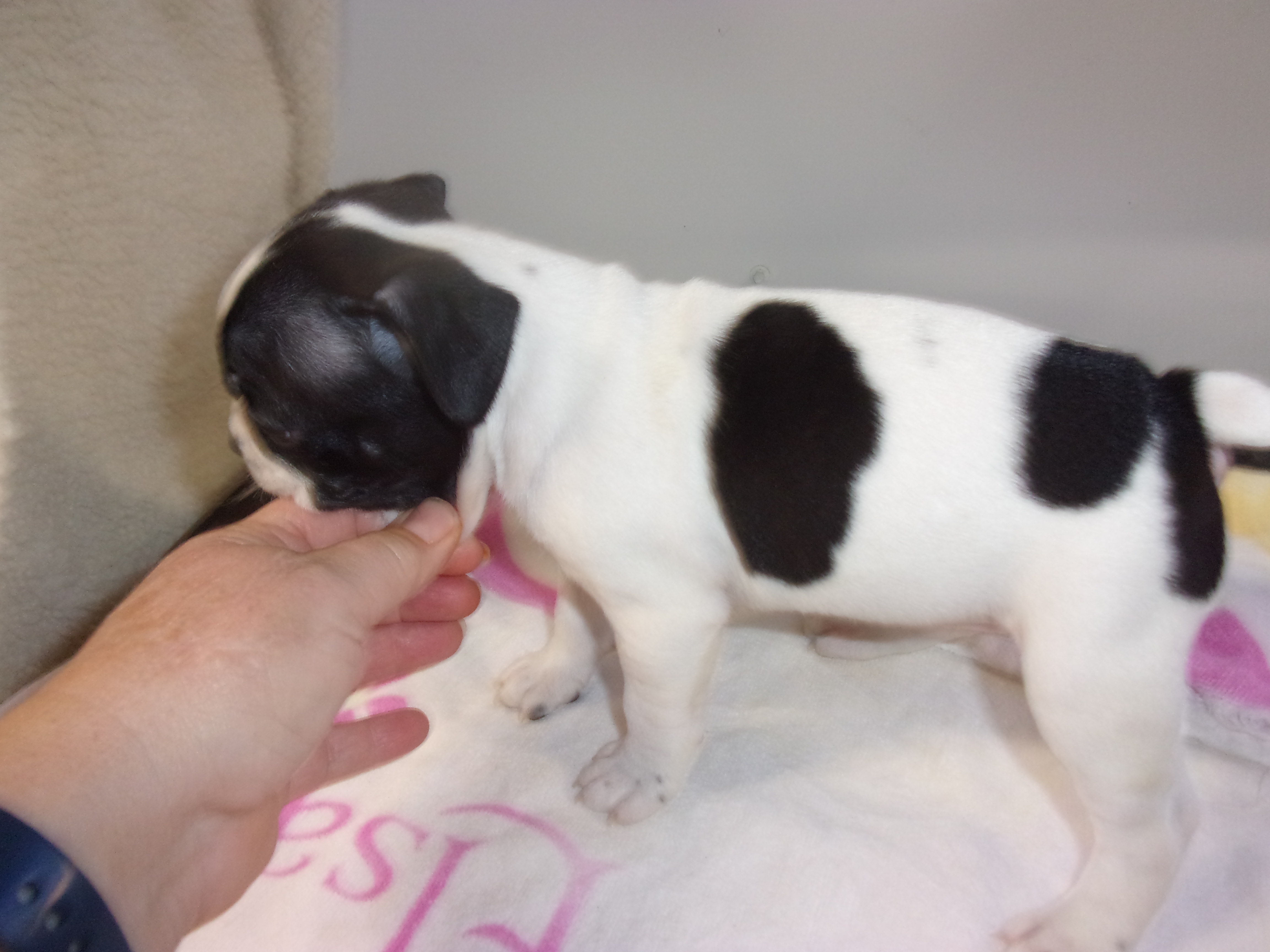 puppy, for, sale, Boston Terrier, Gayle  Baker, dog, breeder, Minneapolis, KS, dog-breeder, puppy-for-sale, forsale, nearby, find, puppyfind, locator, puppylocator, aca