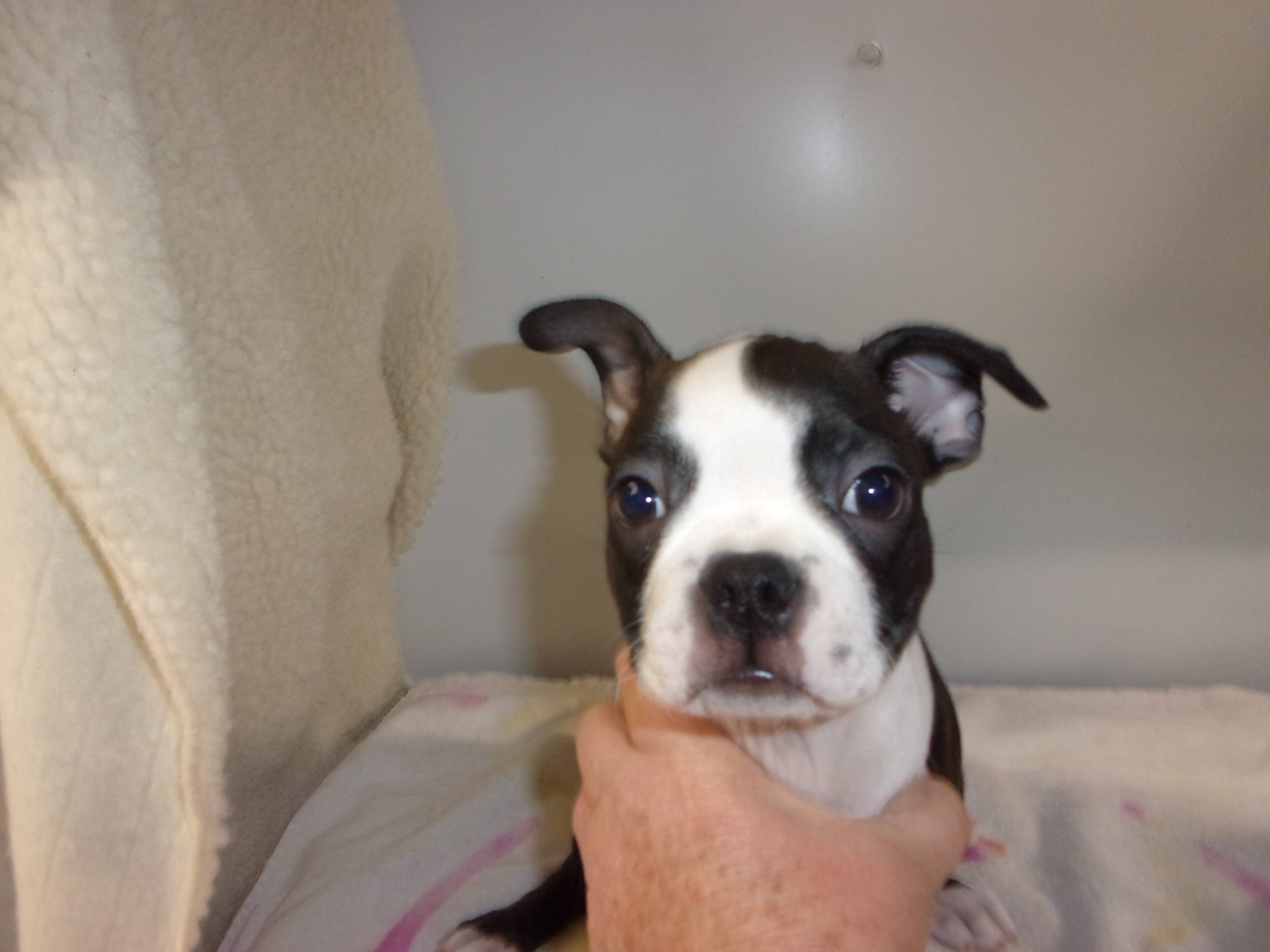 puppy, for, sale, Boston Terrier, Gayle  Baker, dog, breeder, Minneapolis, KS, dog-breeder, puppy-for-sale, forsale, nearby, find, puppyfind, locator, puppylocator, aca