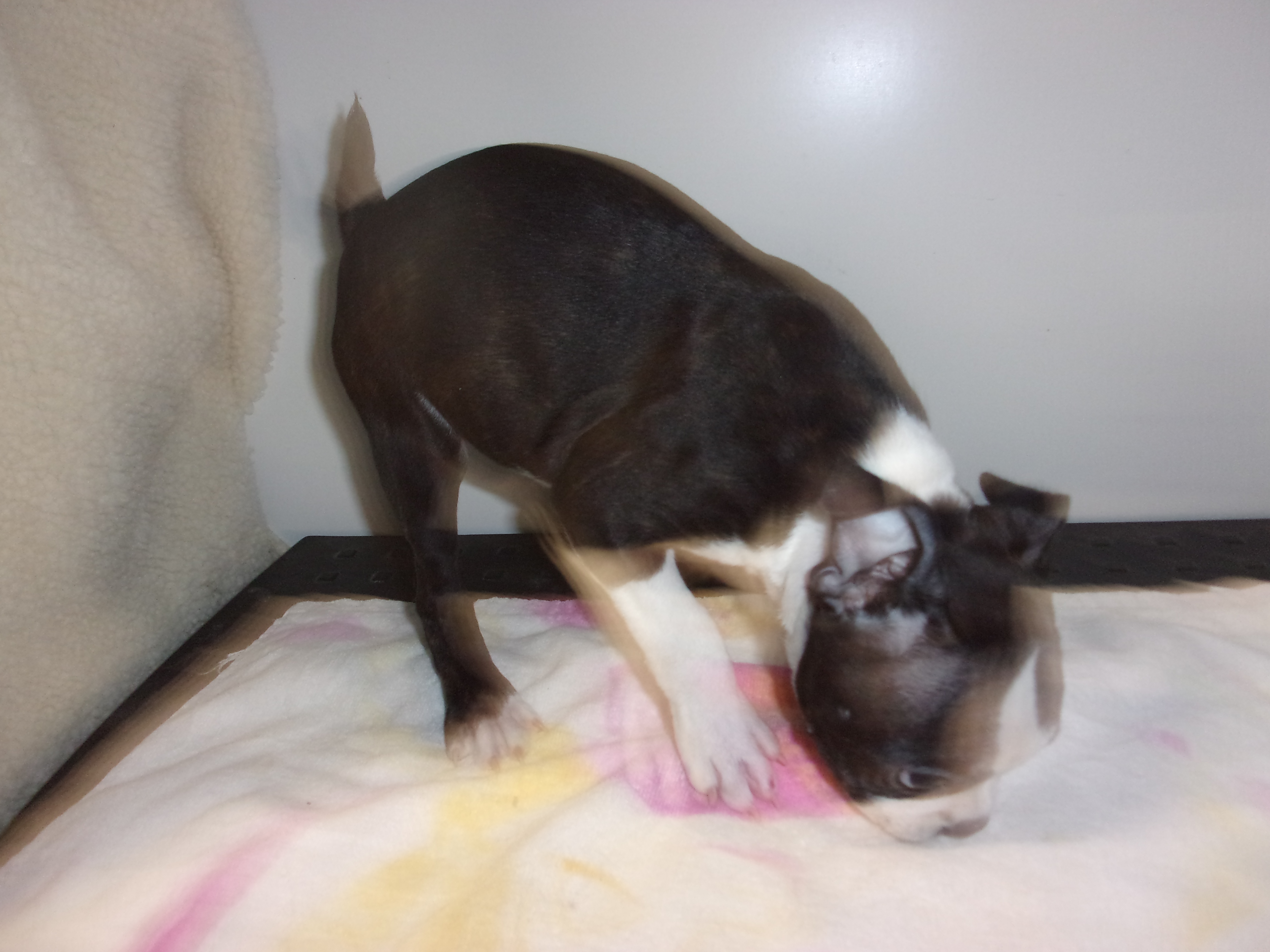 puppy, for, sale, Boston Terrier, Gayle  Baker, dog, breeder, Minneapolis, KS, dog-breeder, puppy-for-sale, forsale, nearby, find, puppyfind, locator, puppylocator, aca