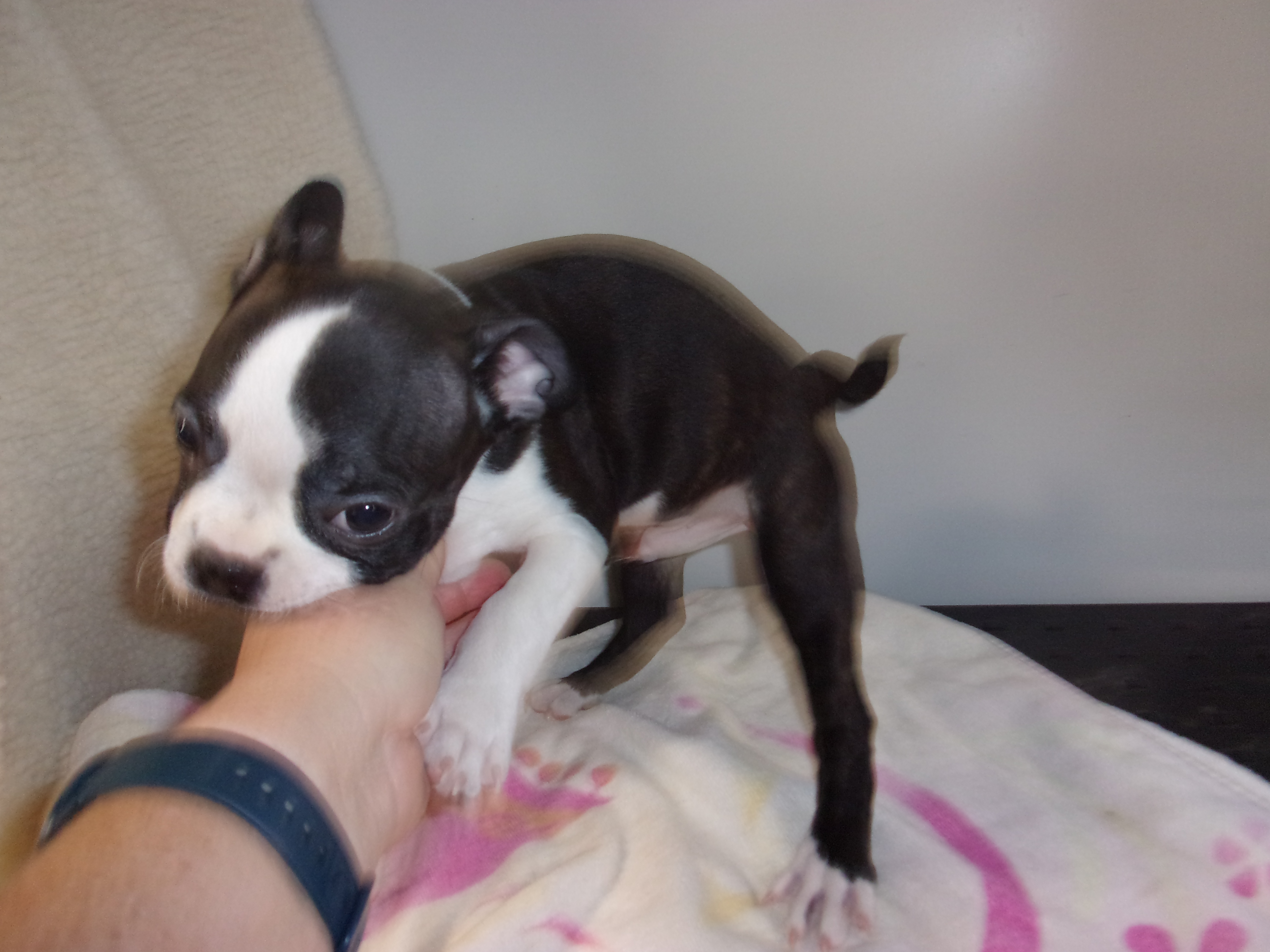 puppy, for, sale, Boston Terrier, Gayle  Baker, dog, breeder, Minneapolis, KS, dog-breeder, puppy-for-sale, forsale, nearby, find, puppyfind, locator, puppylocator, aca