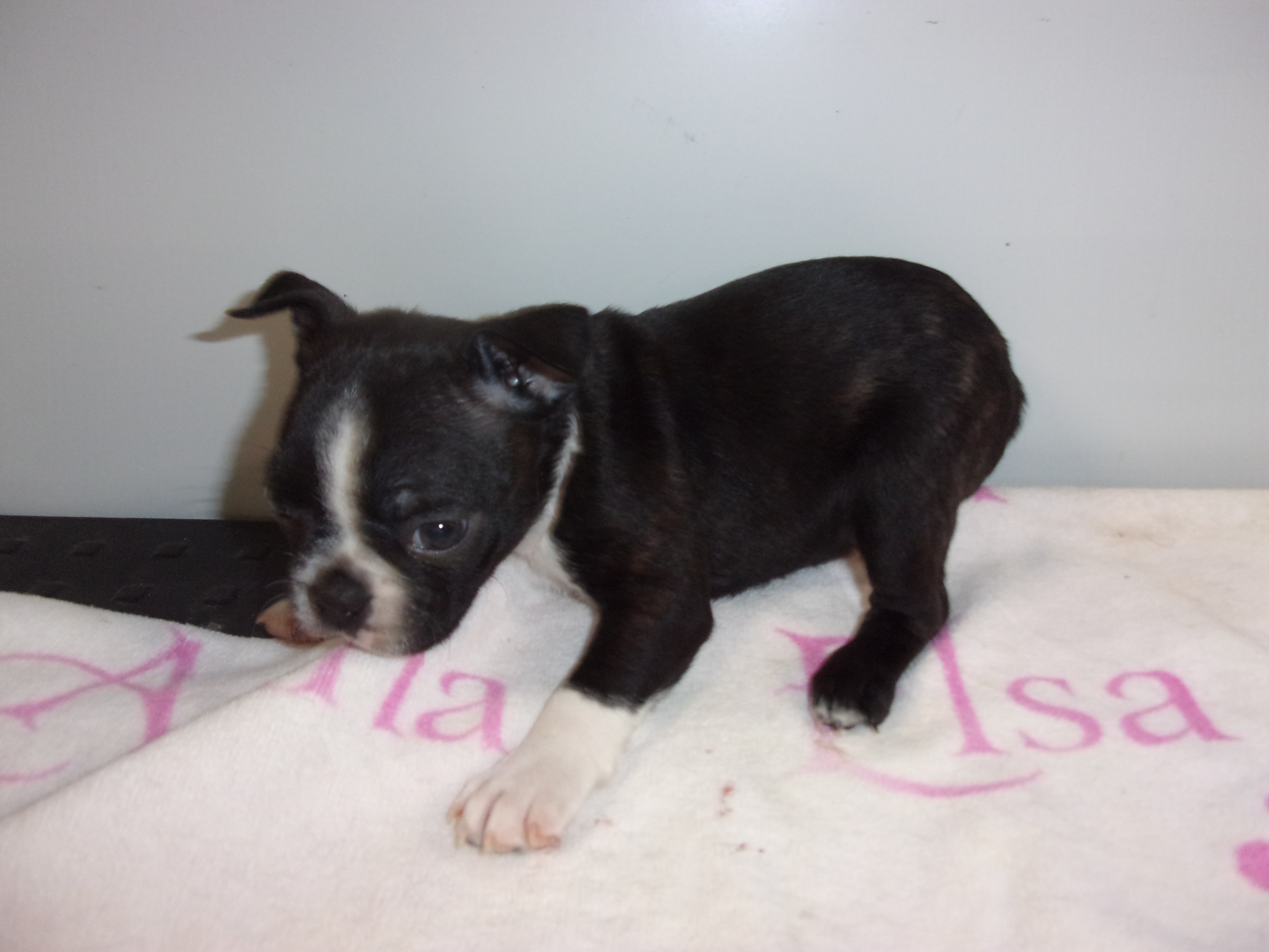 puppy, for, sale, Boston Terrier, Gayle  Baker, dog, breeder, Minneapolis, KS, dog-breeder, puppy-for-sale, forsale, nearby, find, puppyfind, locator, puppylocator, aca