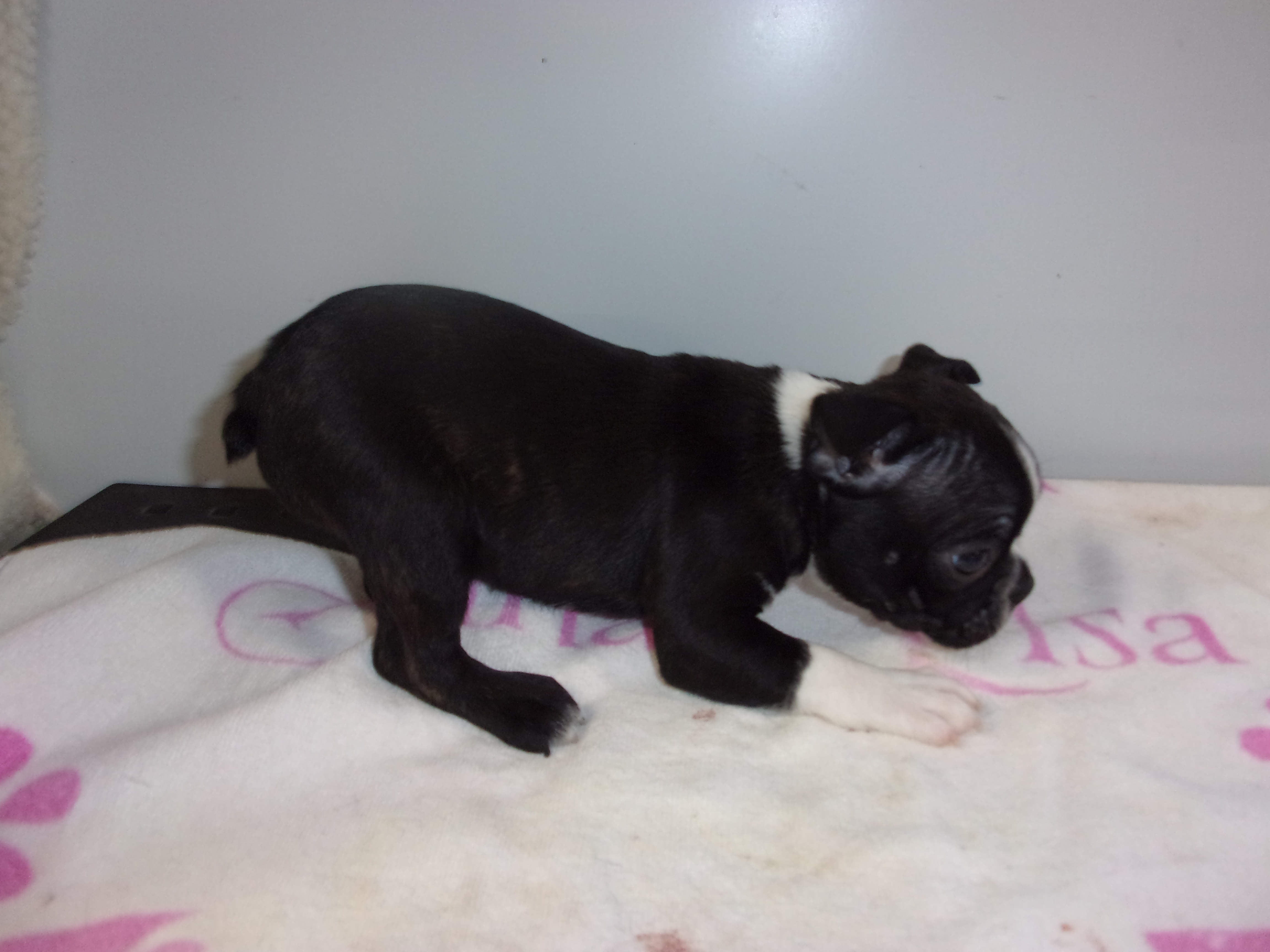 puppy, for, sale, Boston Terrier, Gayle  Baker, dog, breeder, Minneapolis, KS, dog-breeder, puppy-for-sale, forsale, nearby, find, puppyfind, locator, puppylocator, aca