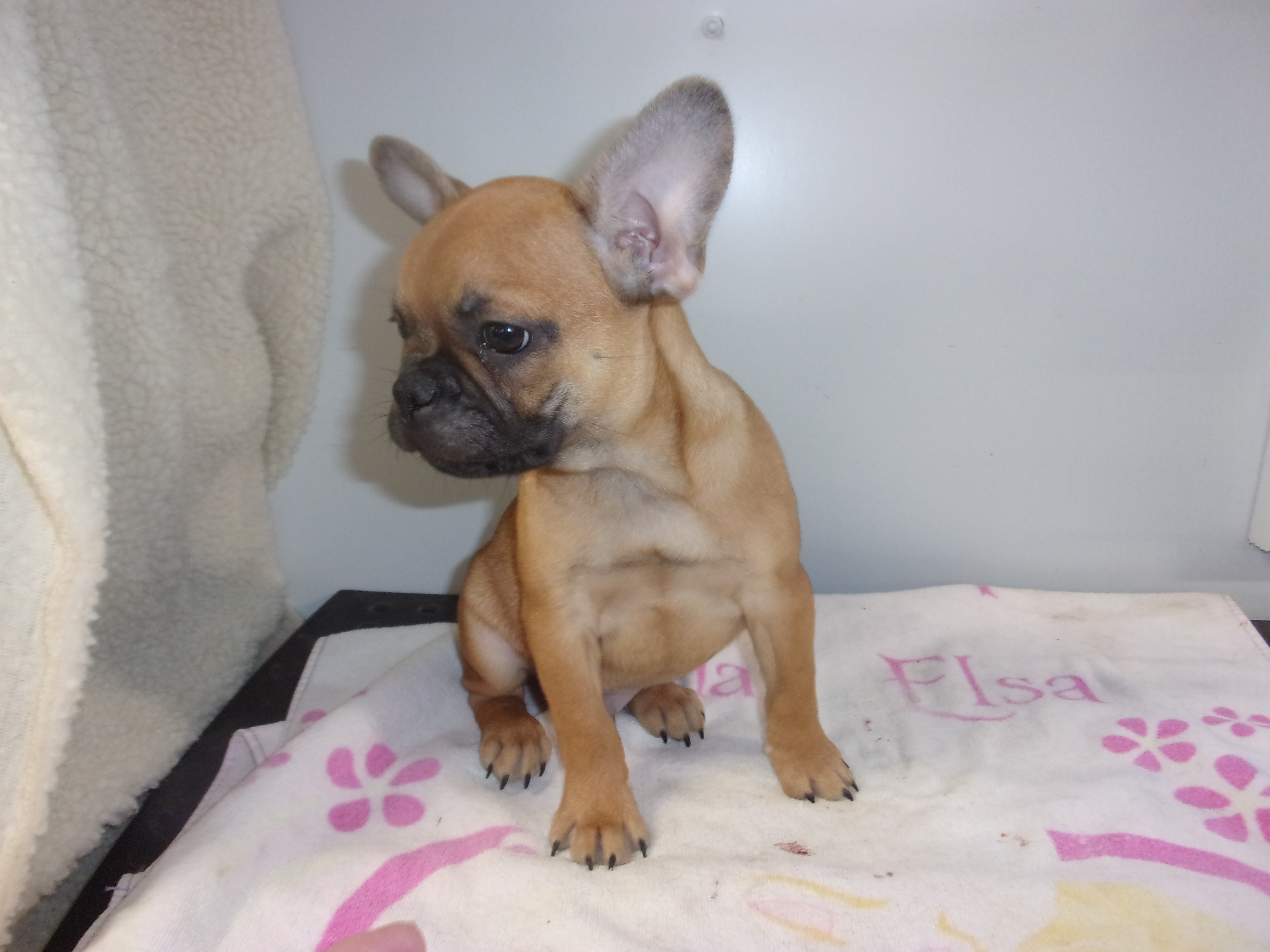 puppy, for, sale, French Bulldog, Gayle  Baker, dog, breeder, Minneapolis, KS, dog-breeder, puppy-for-sale, forsale, nearby, find, puppyfind, locator, puppylocator, aca