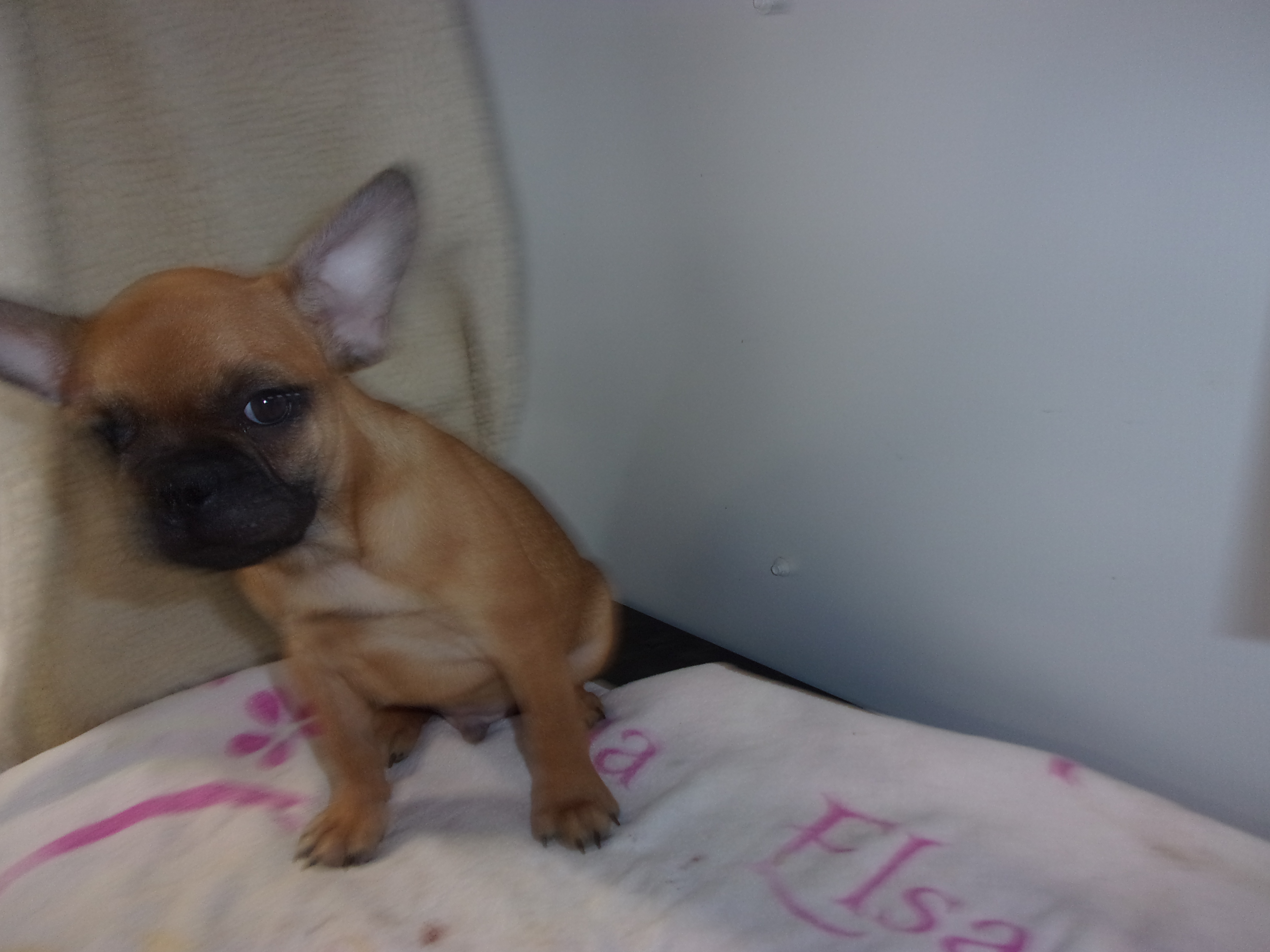 puppy, for, sale, French Bulldog, Gayle  Baker, dog, breeder, Minneapolis, KS, dog-breeder, puppy-for-sale, forsale, nearby, find, puppyfind, locator, puppylocator, aca