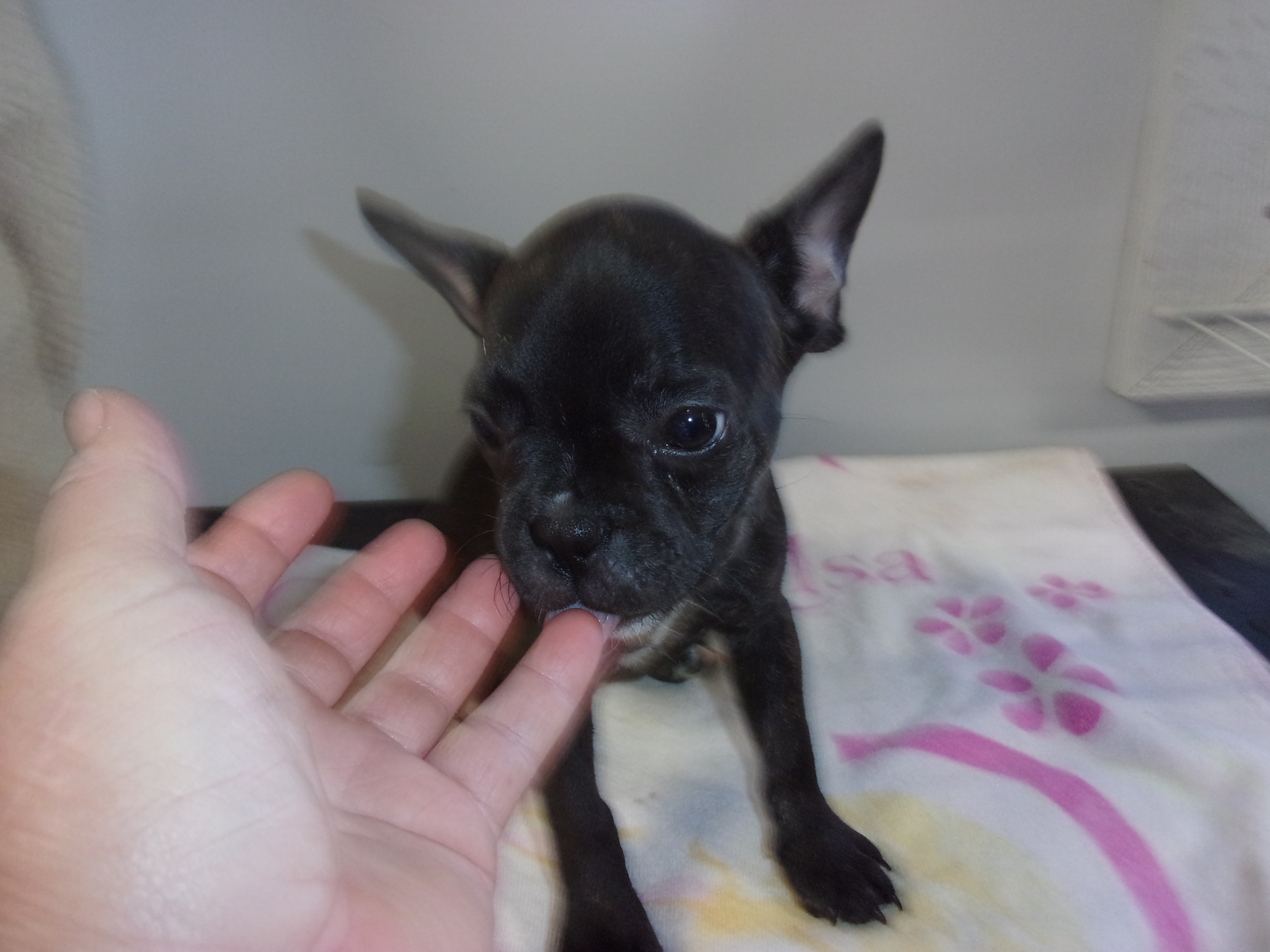 puppy, for, sale, French Bulldog, Gayle  Baker, dog, breeder, Minneapolis, KS, dog-breeder, puppy-for-sale, forsale, nearby, find, puppyfind, locator, puppylocator, aca