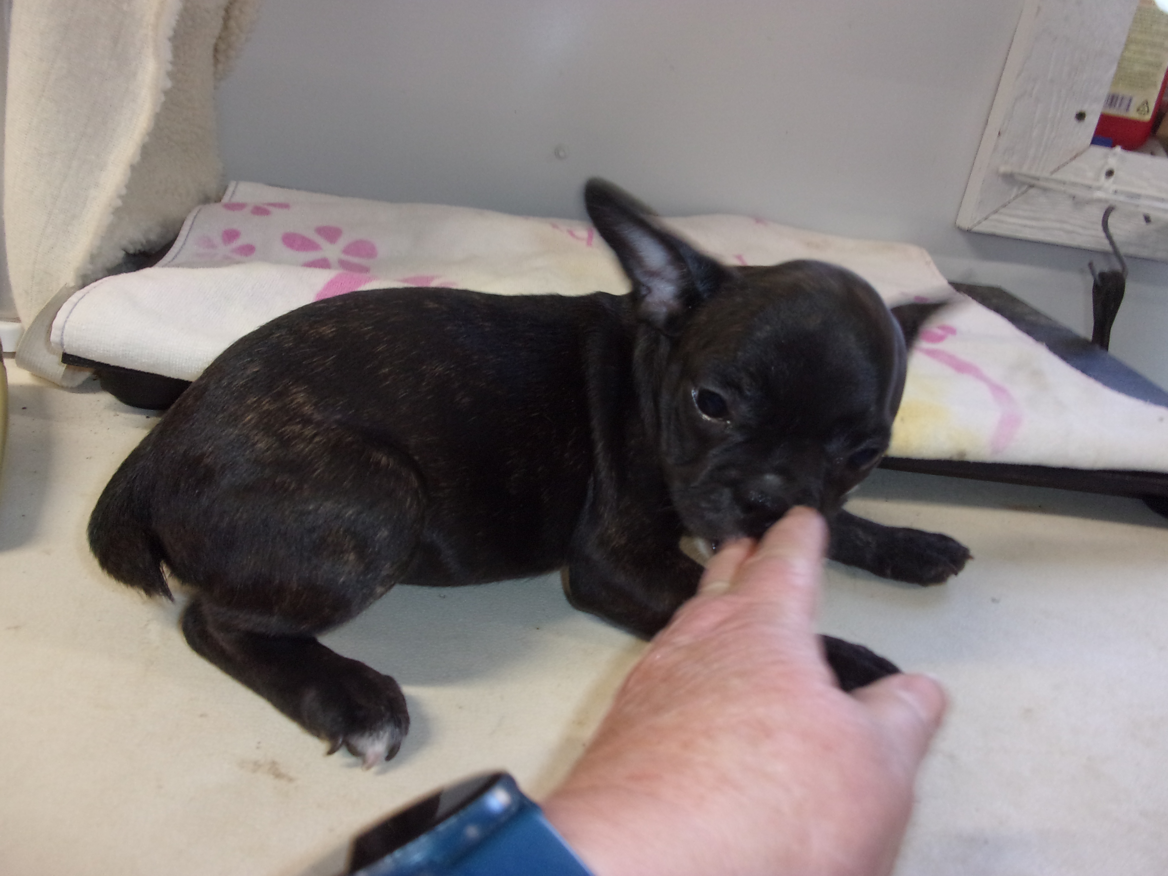 puppy, for, sale, French Bulldog, Gayle  Baker, dog, breeder, Minneapolis, KS, dog-breeder, puppy-for-sale, forsale, nearby, find, puppyfind, locator, puppylocator, aca