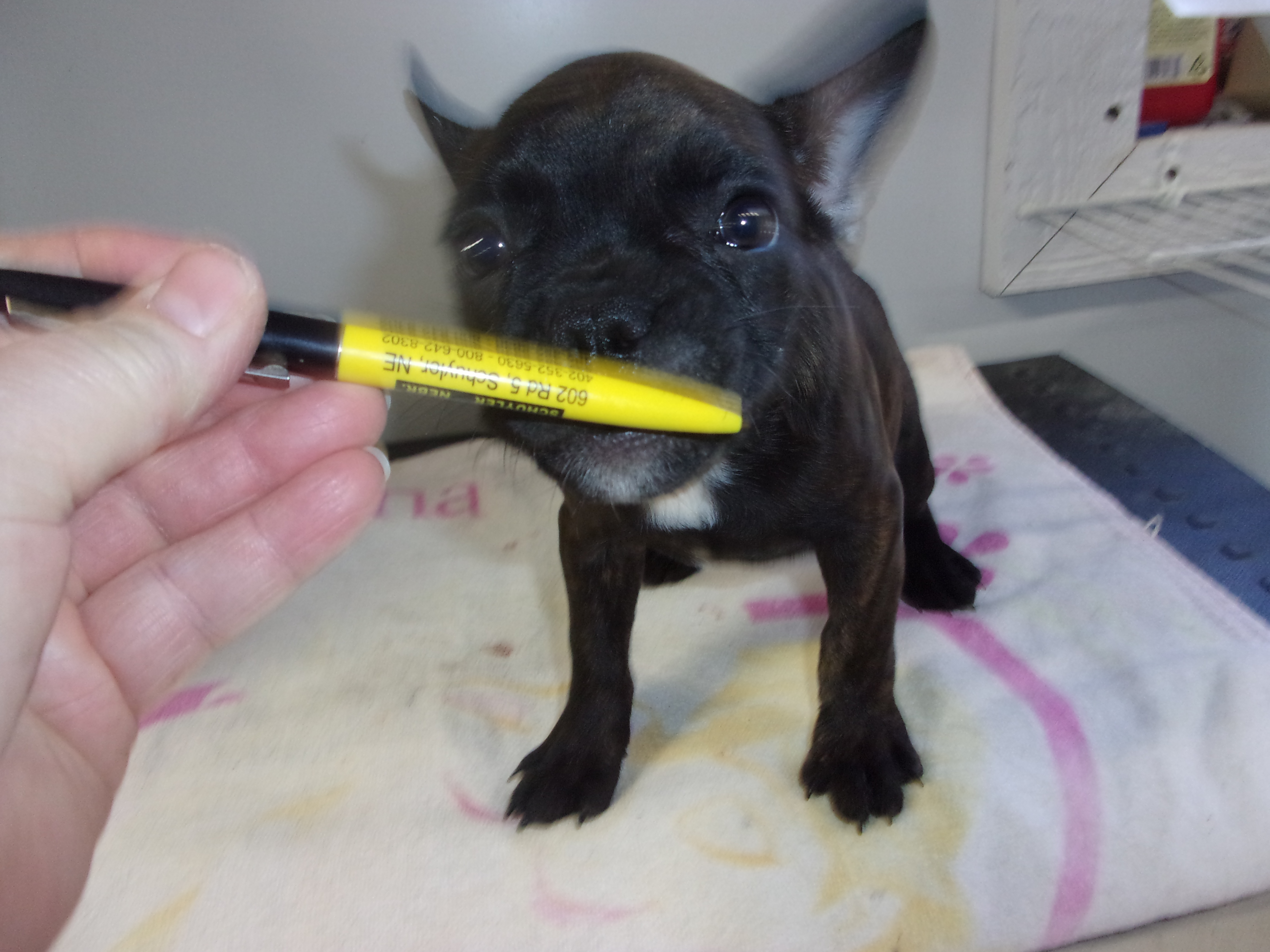 puppy, for, sale, French Bulldog, Gayle  Baker, dog, breeder, Minneapolis, KS, dog-breeder, puppy-for-sale, forsale, nearby, find, puppyfind, locator, puppylocator, aca