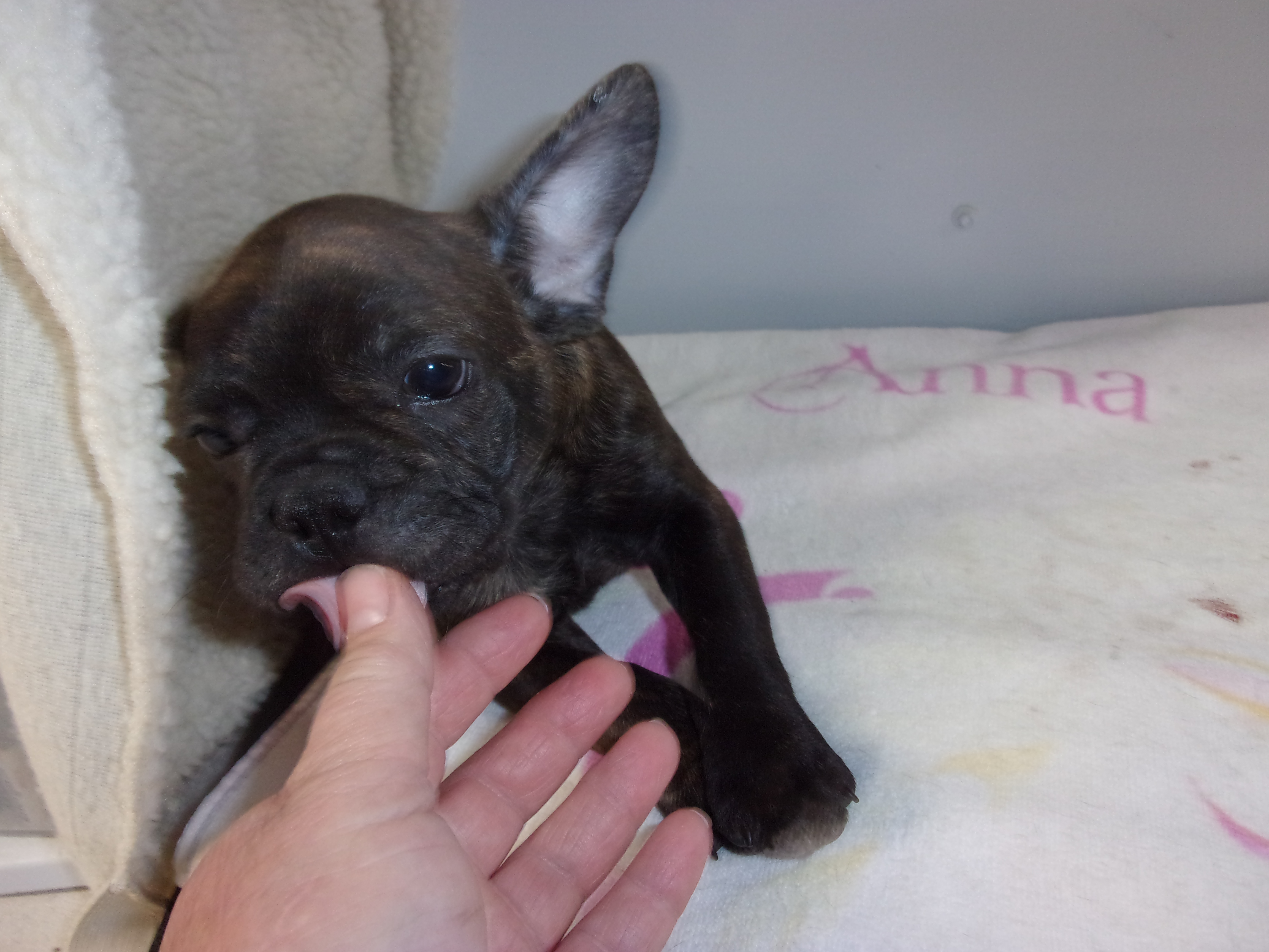 puppy, for, sale, French Bulldog, Gayle  Baker, dog, breeder, Minneapolis, KS, dog-breeder, puppy-for-sale, forsale, nearby, find, puppyfind, locator, puppylocator, aca