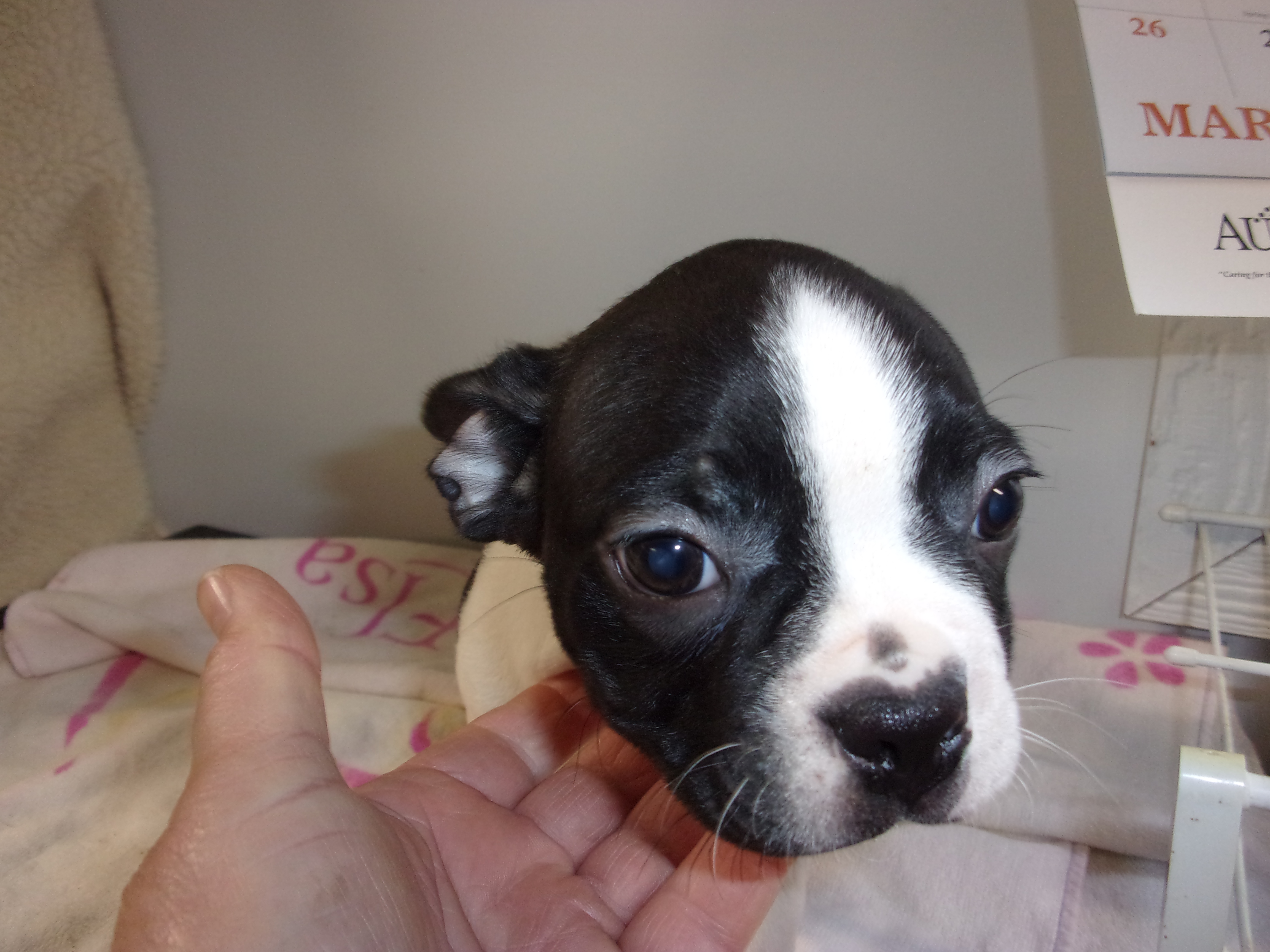 puppy, for, sale, Boston Terrier, Gayle  Baker, dog, breeder, Minneapolis, KS, dog-breeder, puppy-for-sale, forsale, nearby, find, puppyfind, locator, puppylocator, aca