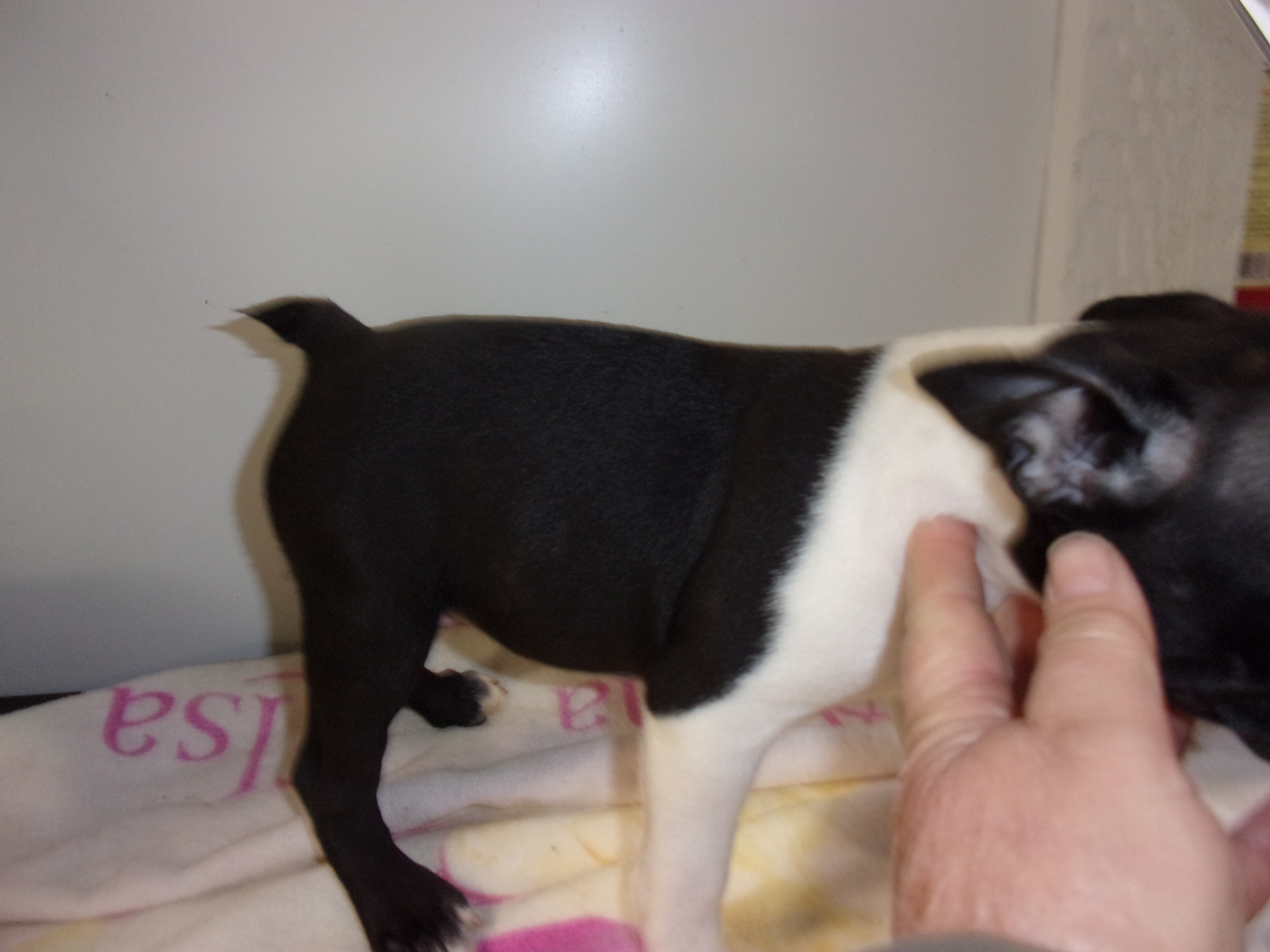 puppy, for, sale, Boston Terrier, Gayle  Baker, dog, breeder, Minneapolis, KS, dog-breeder, puppy-for-sale, forsale, nearby, find, puppyfind, locator, puppylocator, aca