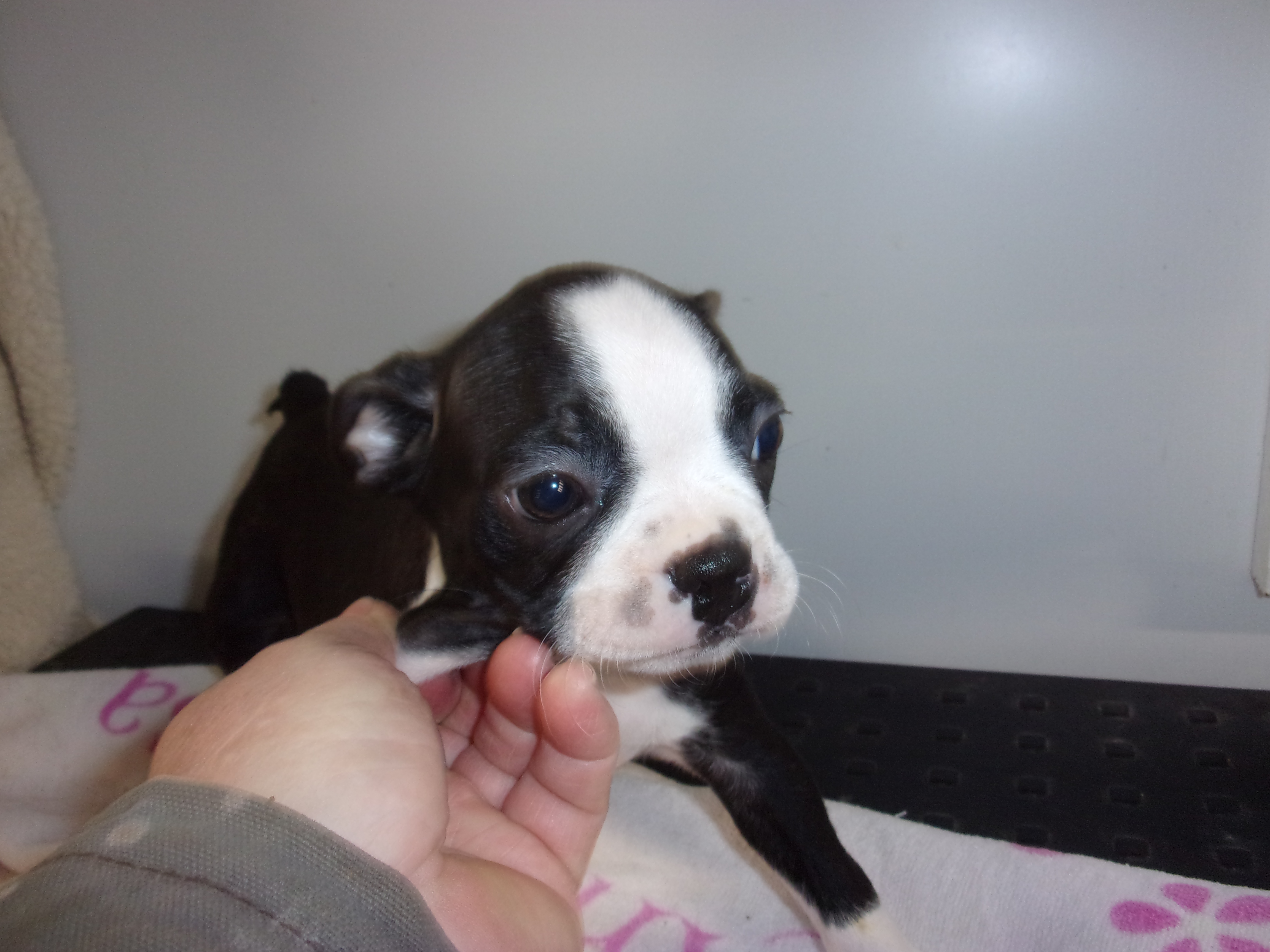 puppy, for, sale, Boston Terrier, Gayle  Baker, dog, breeder, Minneapolis, KS, dog-breeder, puppy-for-sale, forsale, nearby, find, puppyfind, locator, puppylocator, aca