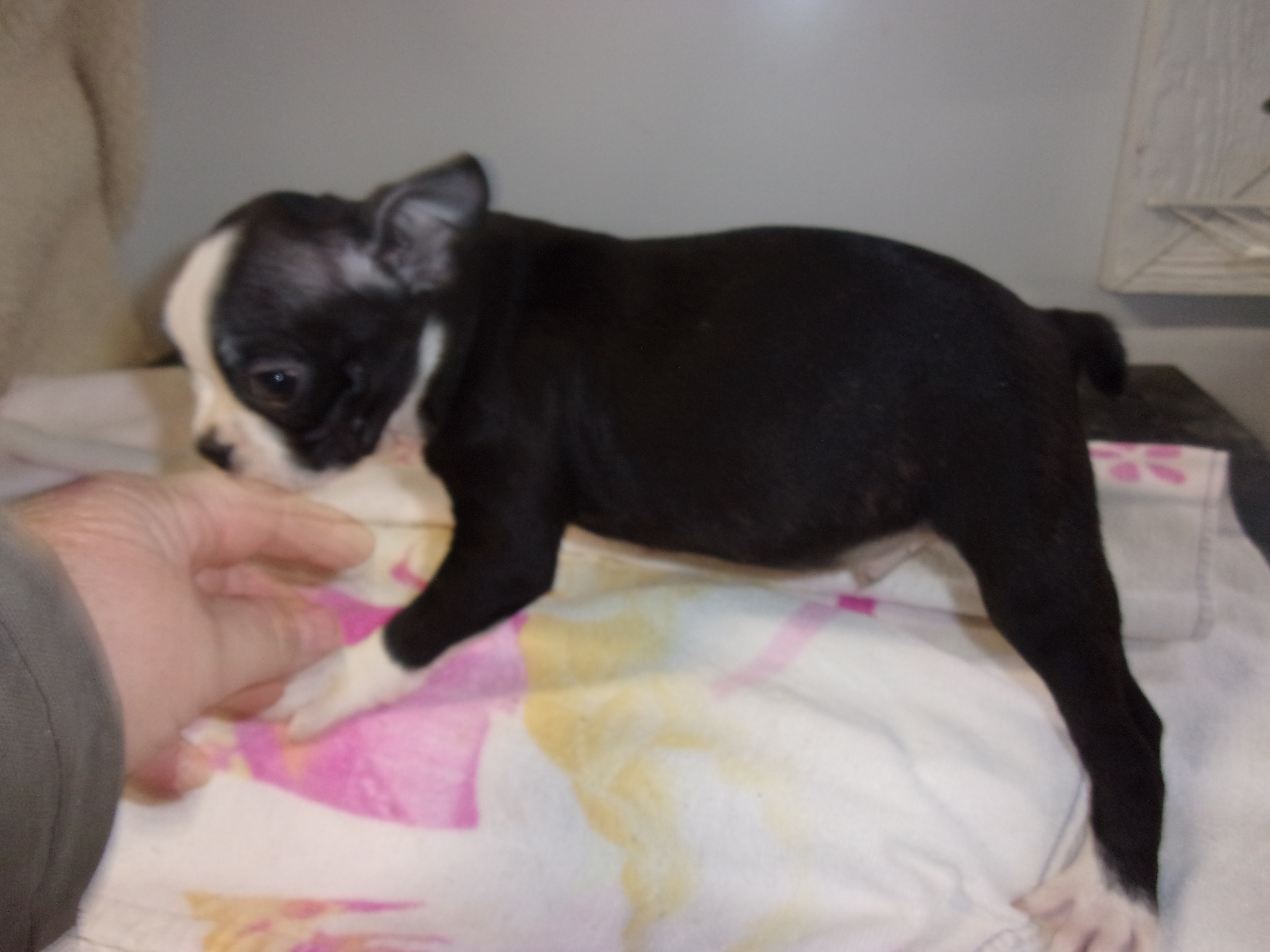 puppy, for, sale, Boston Terrier, Gayle  Baker, dog, breeder, Minneapolis, KS, dog-breeder, puppy-for-sale, forsale, nearby, find, puppyfind, locator, puppylocator, aca