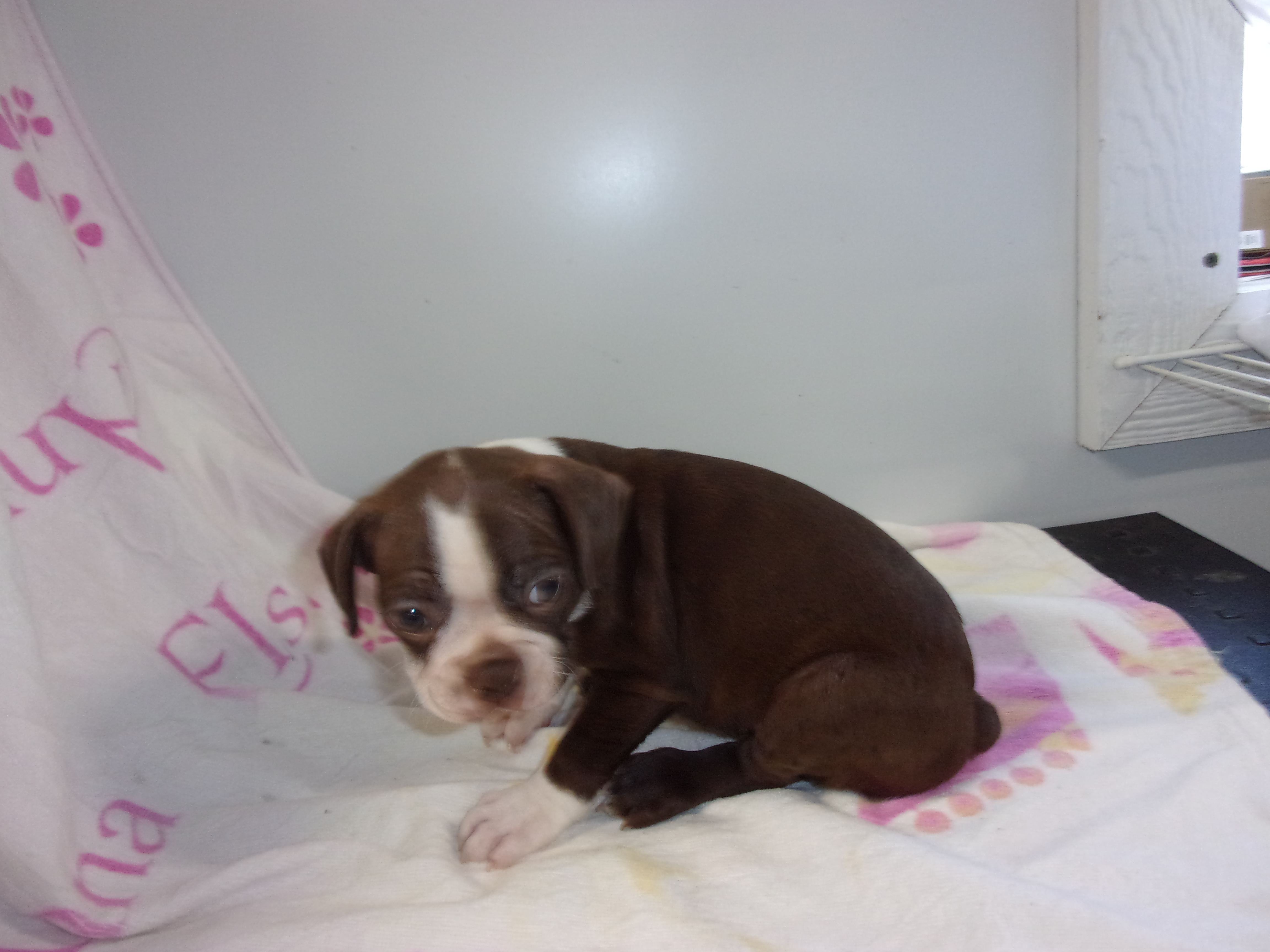 puppy, for, sale, Boston Terrier, Gayle  Baker, dog, breeder, Minneapolis, KS, dog-breeder, puppy-for-sale, forsale, nearby, find, puppyfind, locator, puppylocator, aca