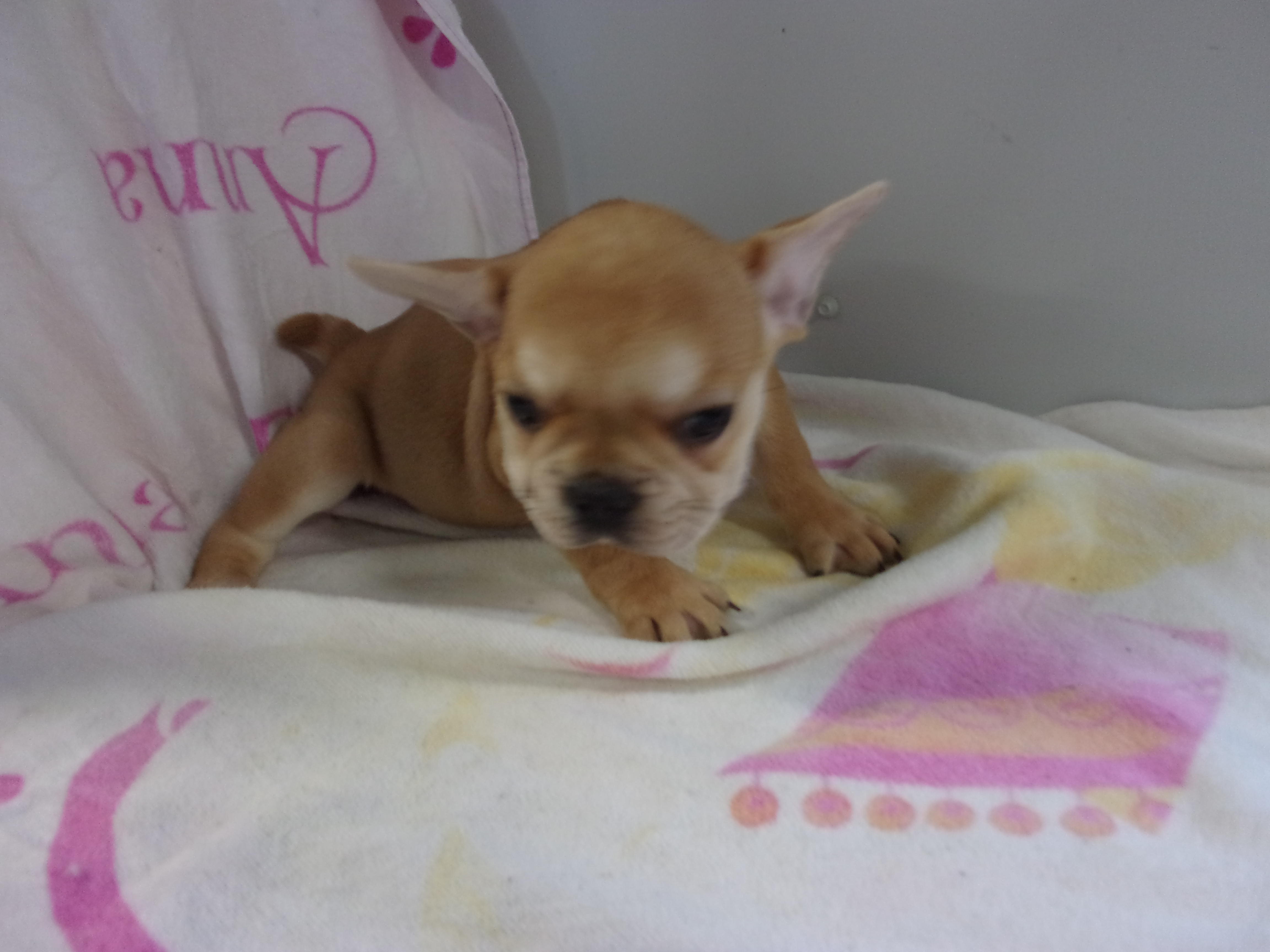 puppy, for, sale, French Bulldog, Gayle  Baker, dog, breeder, Minneapolis, KS, dog-breeder, puppy-for-sale, forsale, nearby, find, puppyfind, locator, puppylocator, aca