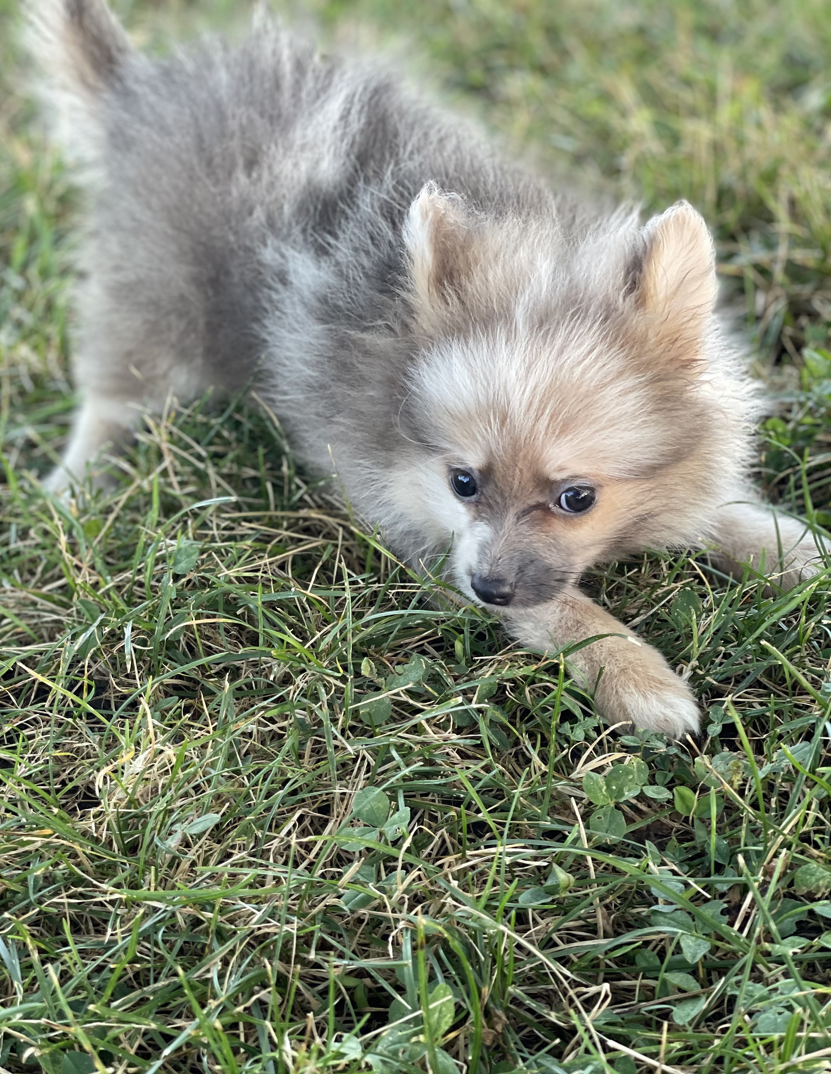puppy, for, sale, Pomeranian, Curtis  Martin, dog, breeder, Seneca Falls, NY, dog-breeder, puppy-for-sale, forsale, nearby, find, puppyfind, locator, puppylocator, aca