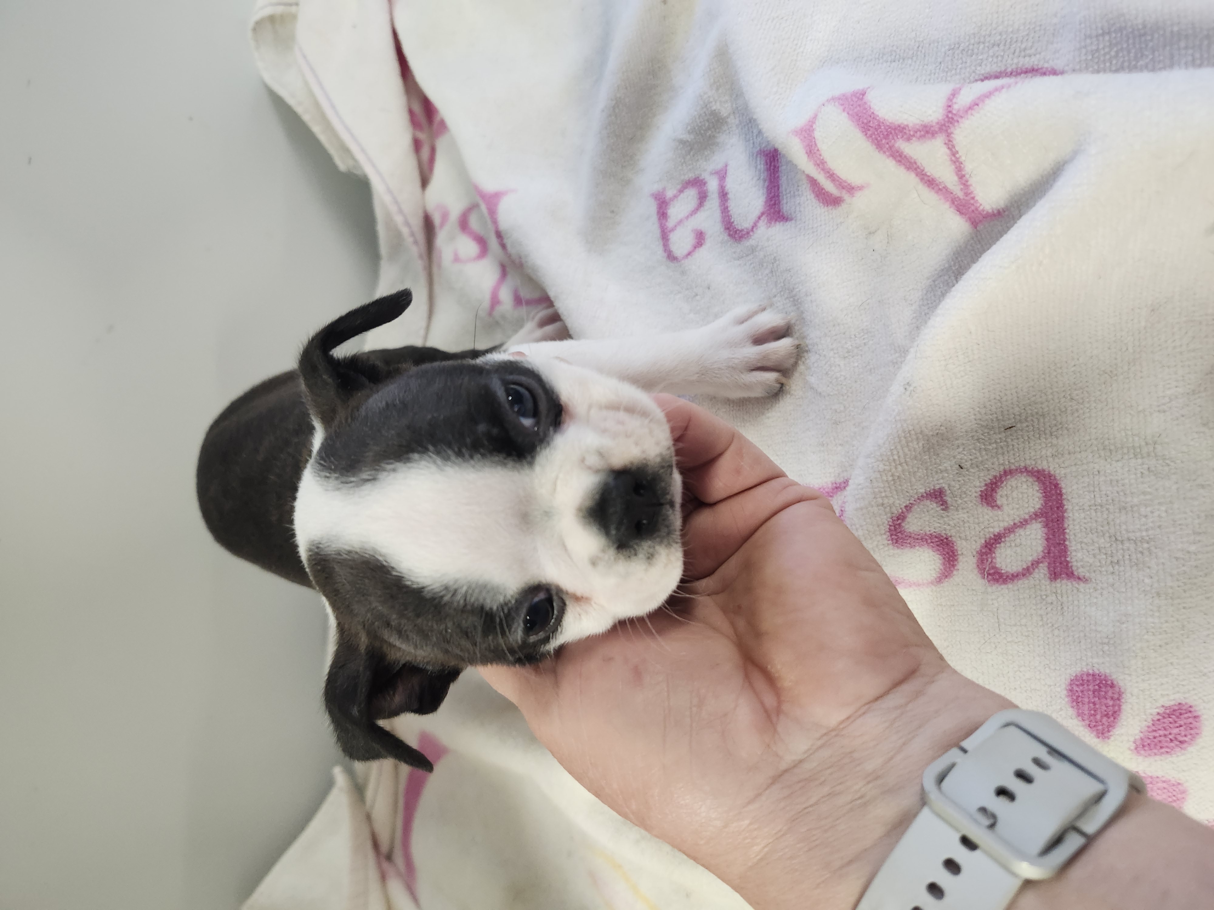 puppy, for, sale, Boston Terrier, Gayle  Baker, dog, breeder, Minneapolis, KS, dog-breeder, puppy-for-sale, forsale, nearby, find, puppyfind, locator, puppylocator, aca