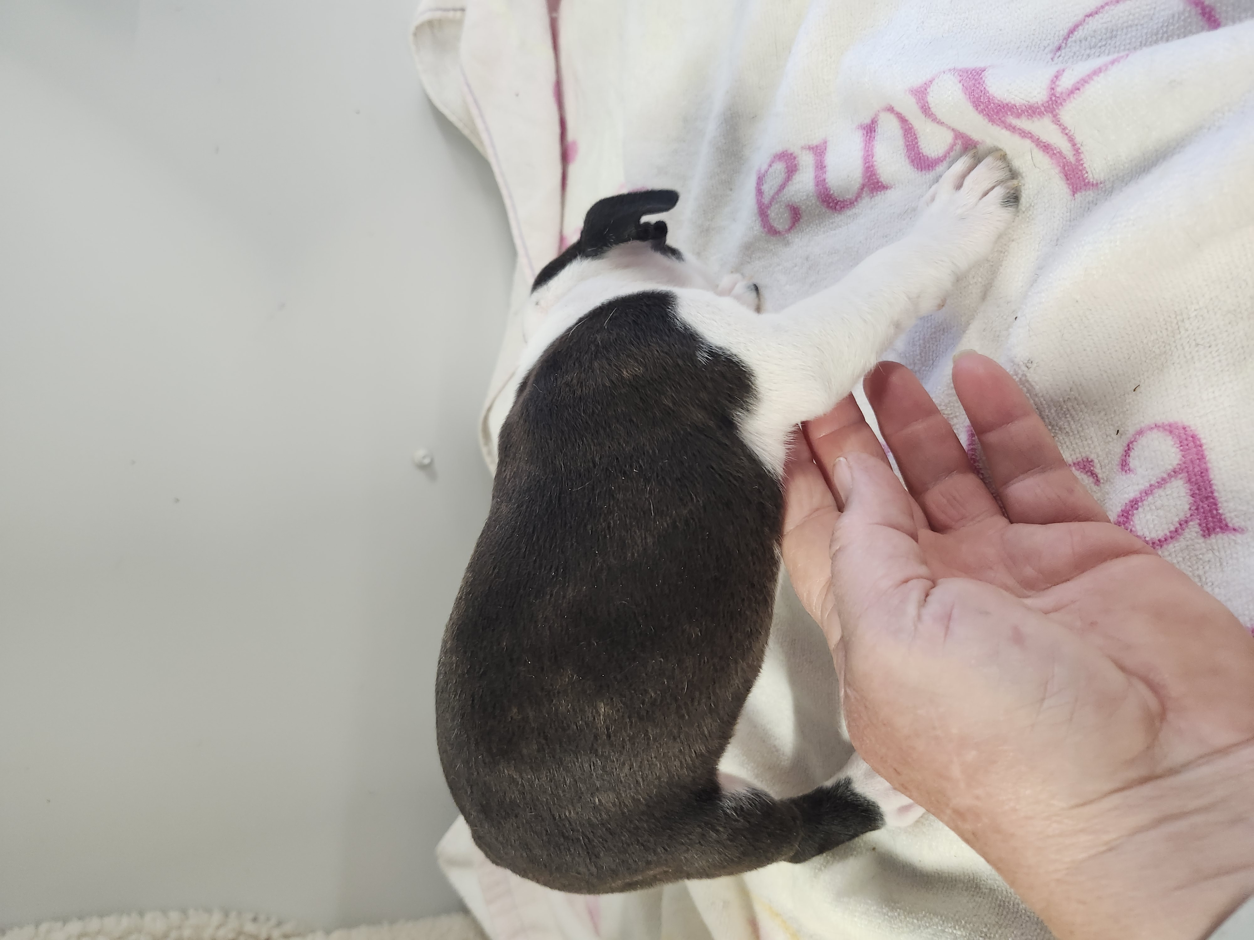 puppy, for, sale, Boston Terrier, Gayle  Baker, dog, breeder, Minneapolis, KS, dog-breeder, puppy-for-sale, forsale, nearby, find, puppyfind, locator, puppylocator, aca