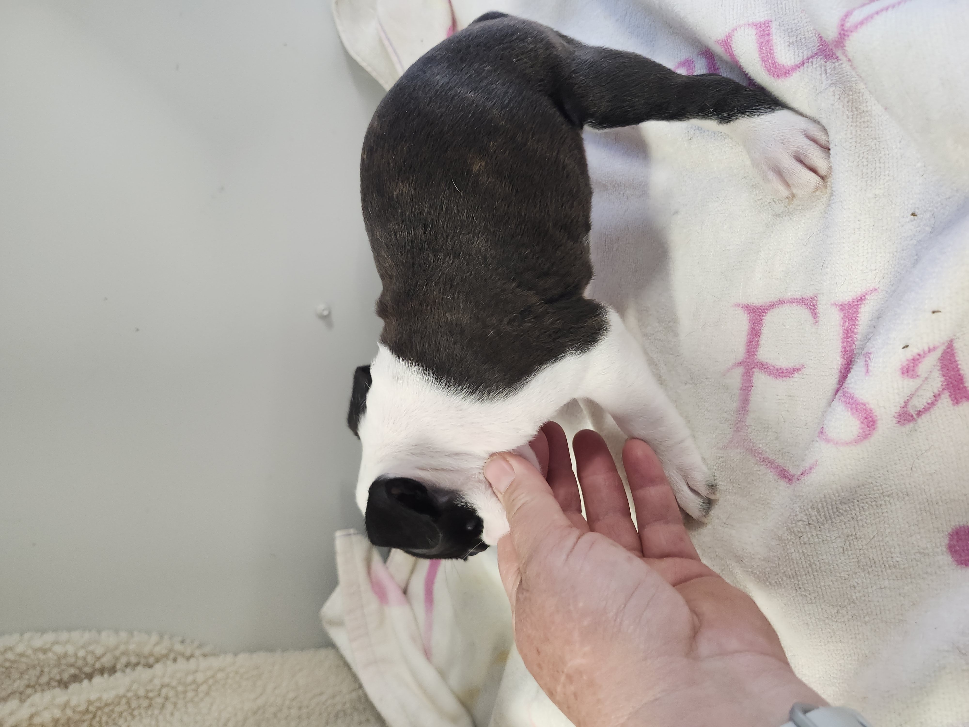 puppy, for, sale, Boston Terrier, Gayle  Baker, dog, breeder, Minneapolis, KS, dog-breeder, puppy-for-sale, forsale, nearby, find, puppyfind, locator, puppylocator, aca