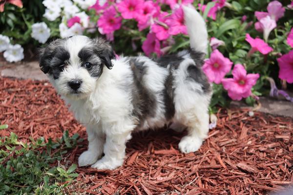 puppy, for, sale, Coton de Tulear, Philip M Hoover, dog, breeder, Memphis, MO, dog-breeder, puppy-for-sale, forsale, nearby, find, puppyfind, locator, puppylocator, aca