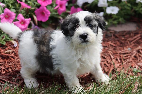 puppy, for, sale, Coton de Tulear, Philip M Hoover, dog, breeder, Memphis, MO, dog-breeder, puppy-for-sale, forsale, nearby, find, puppyfind, locator, puppylocator, aca