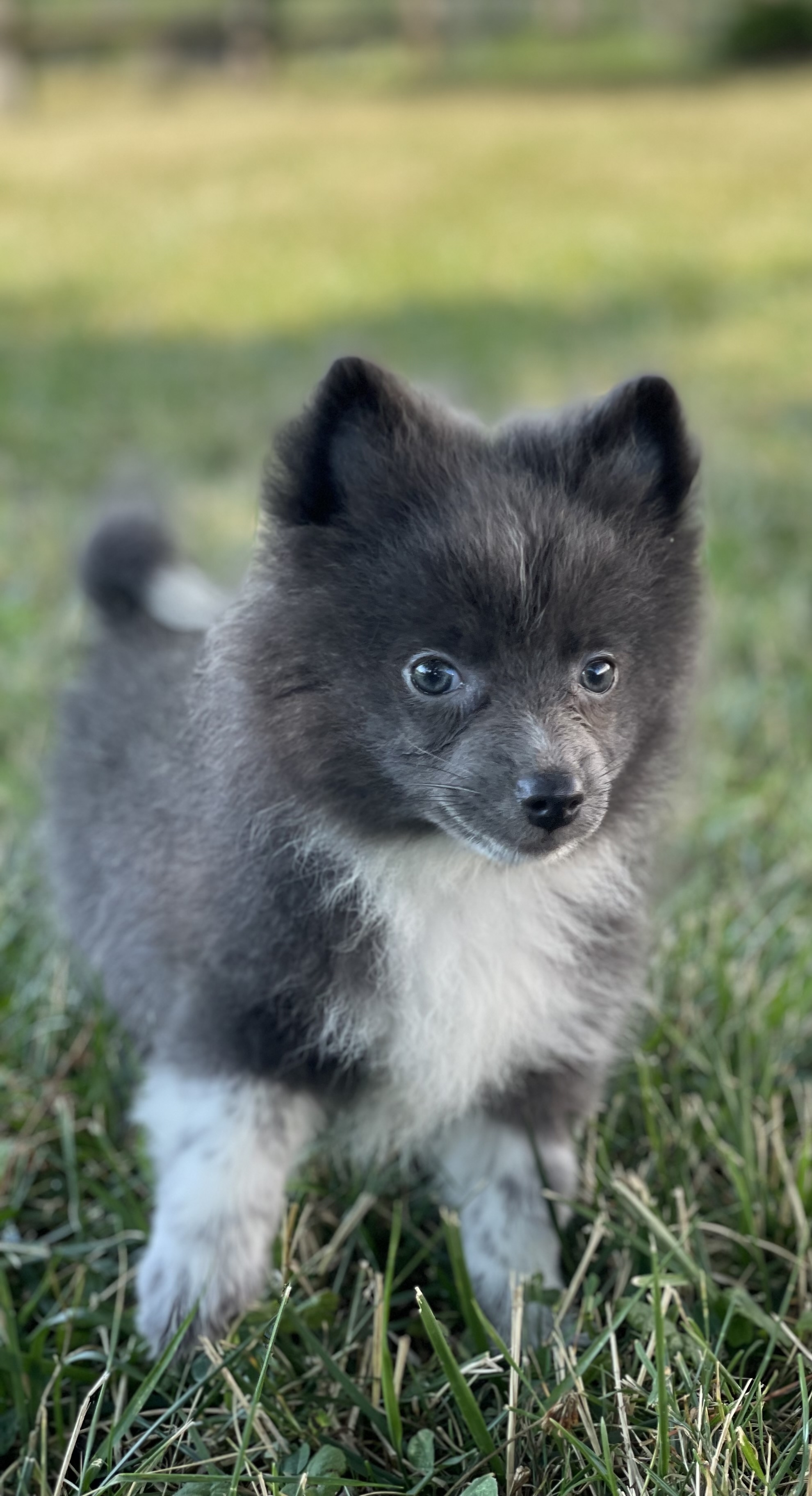 puppy, for, sale, Pomeranian, Curtis  Martin, dog, breeder, Seneca Falls, NY, dog-breeder, puppy-for-sale, forsale, nearby, find, puppyfind, locator, puppylocator, aca