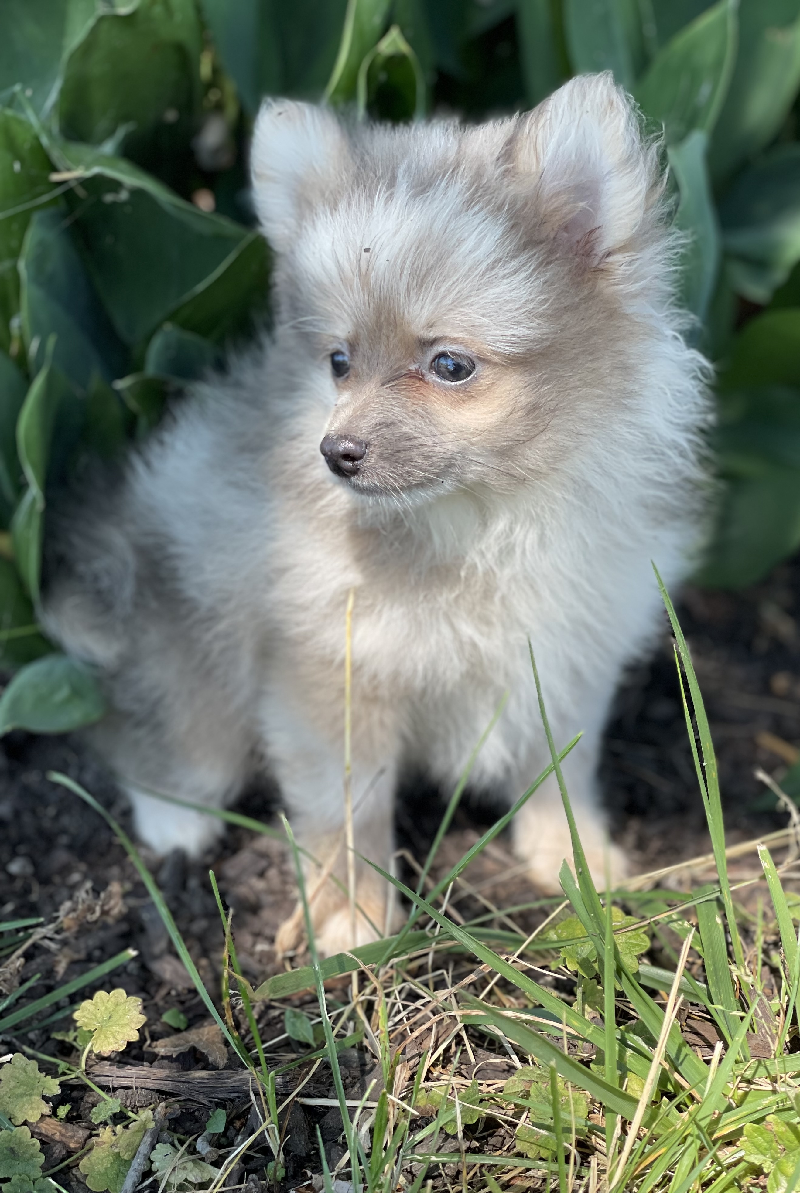 puppy, for, sale, Pomeranian, Curtis  Martin, dog, breeder, Seneca Falls, NY, dog-breeder, puppy-for-sale, forsale, nearby, find, puppyfind, locator, puppylocator, aca