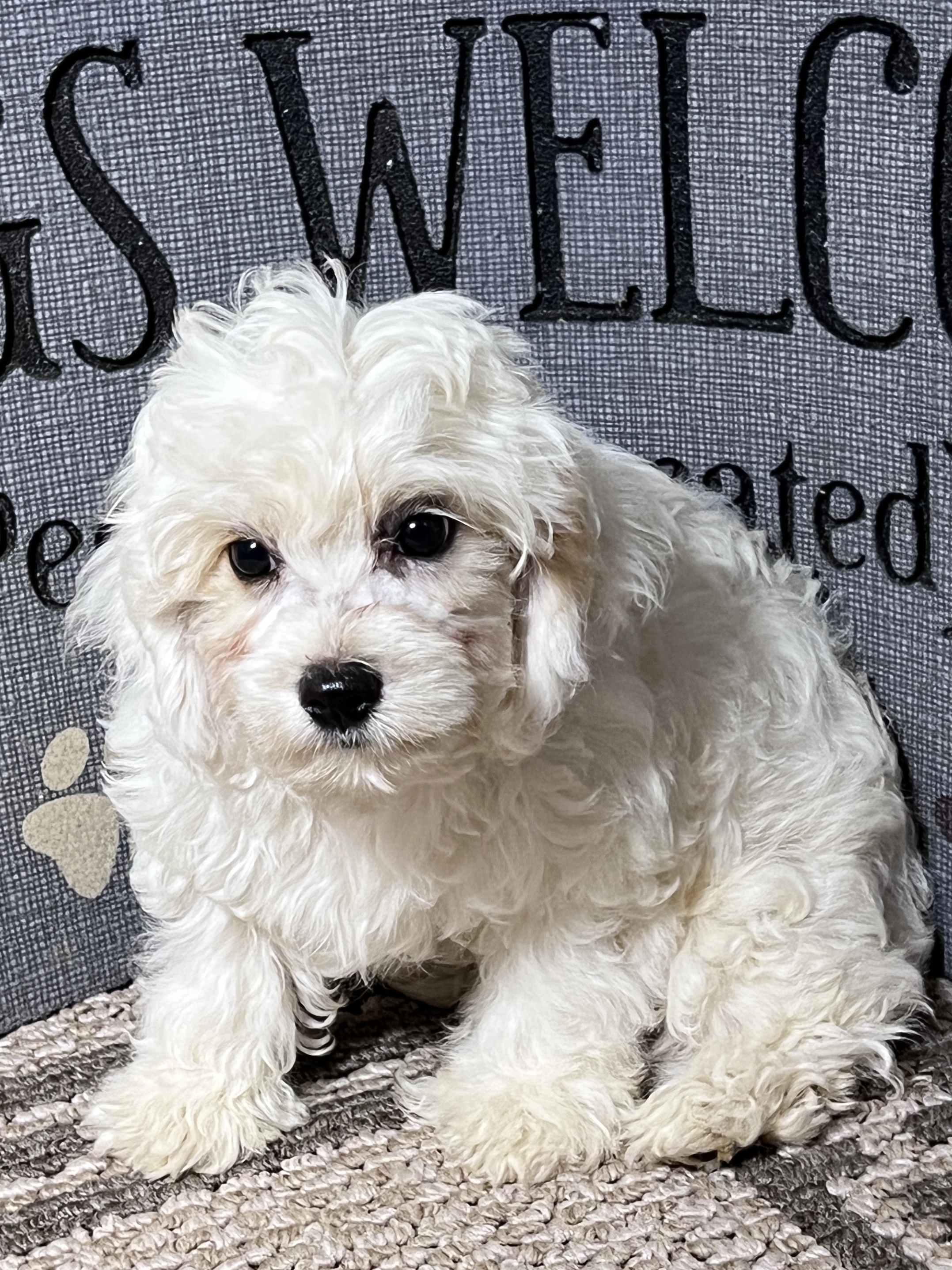 puppy, for, sale, Cavapoo, Kimberly  Dildine, dog, breeder, Willow Springs, MO, dog-breeder, puppy-for-sale, forsale, nearby, find, puppyfind, locator, puppylocator, aca
