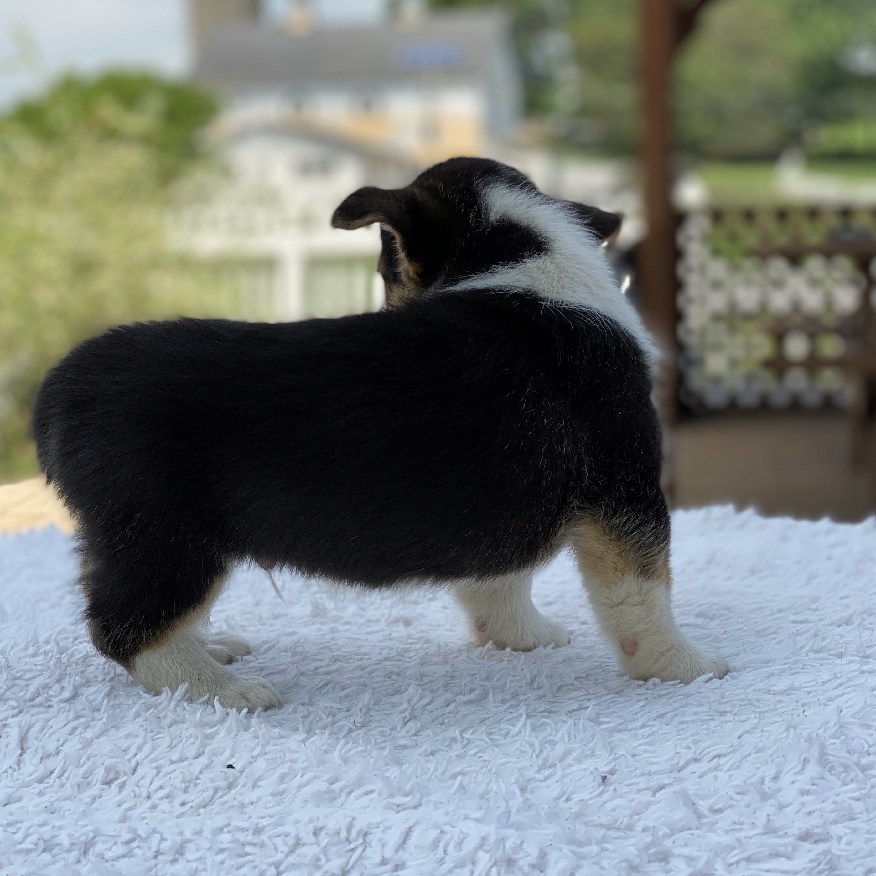 puppy, for, sale, Pembroke Welsh Corgi, Sadie  Riehl, dog, breeder, Gap, PA, dog-breeder, puppy-for-sale, forsale, nearby, find, puppyfind, locator, puppylocator, aca