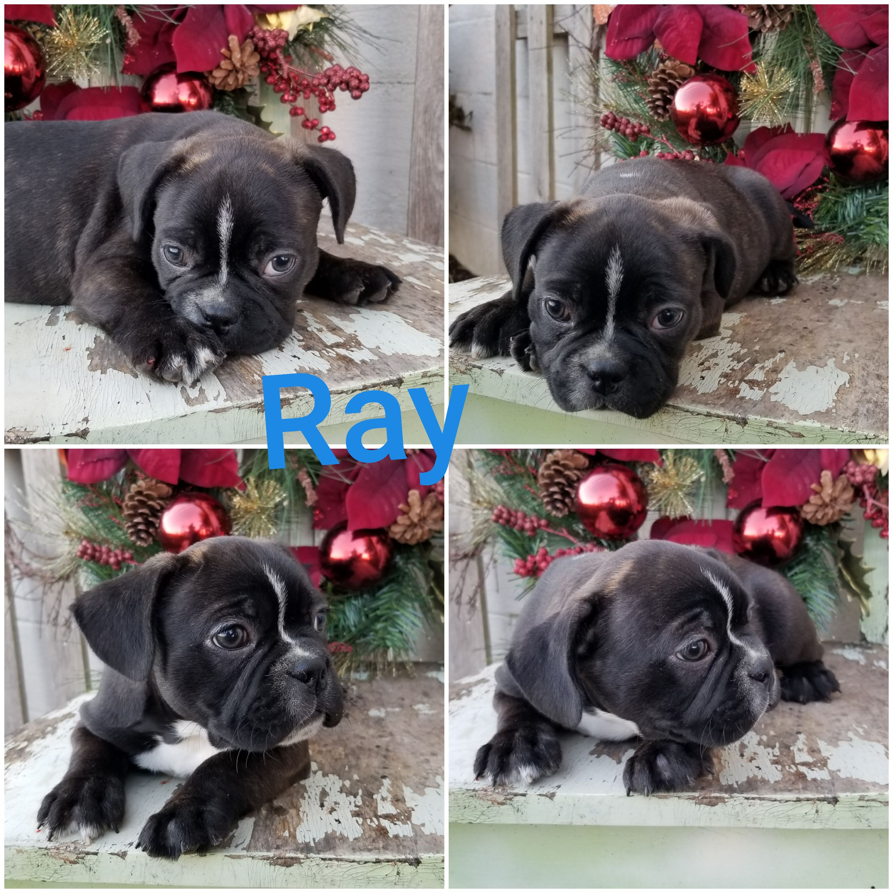 puppy, for, sale, Frenchton, Loren & Elaine  Nolt, dog, breeder, East Earl, PA, dog-breeder, puppy-for-sale, forsale, nearby, find, puppyfind, locator, puppylocator, aca