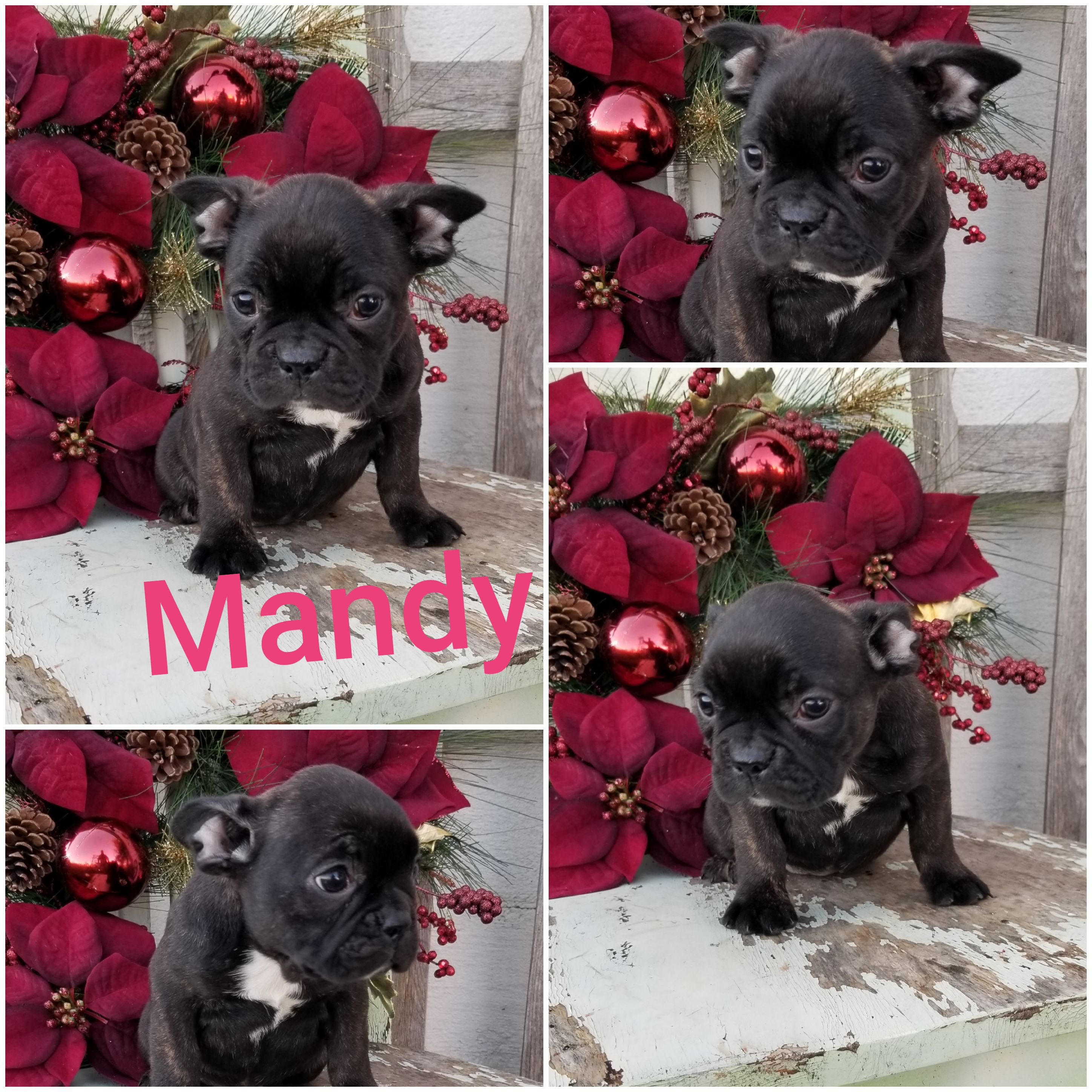 puppy, for, sale, Frenchton, Loren & Elaine  Nolt, dog, breeder, East Earl, PA, dog-breeder, puppy-for-sale, forsale, nearby, find, puppyfind, locator, puppylocator, aca