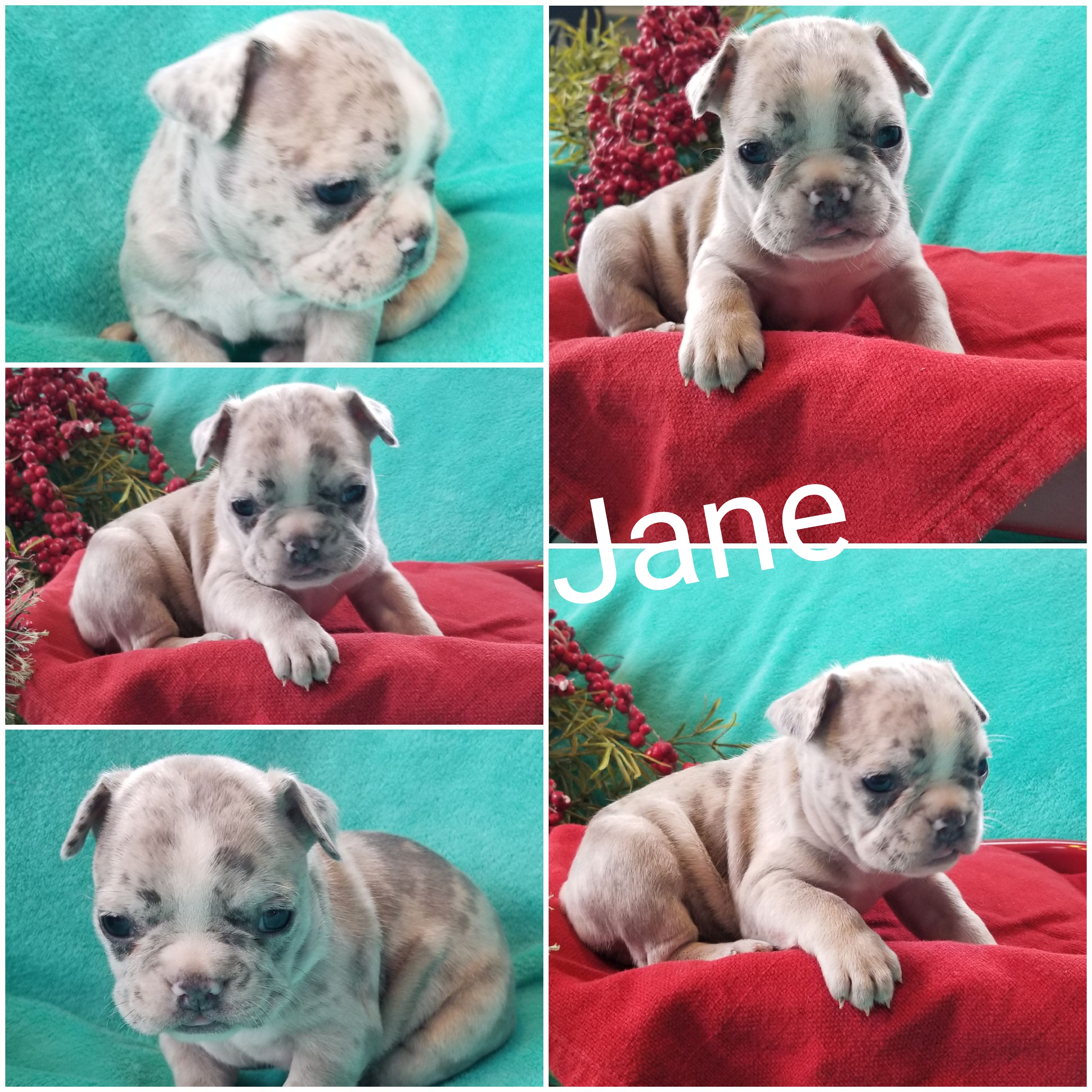 puppy, for, sale, Frenchton, Loren & Elaine  Nolt, dog, breeder, East Earl, PA, dog-breeder, puppy-for-sale, forsale, nearby, find, puppyfind, locator, puppylocator, aca