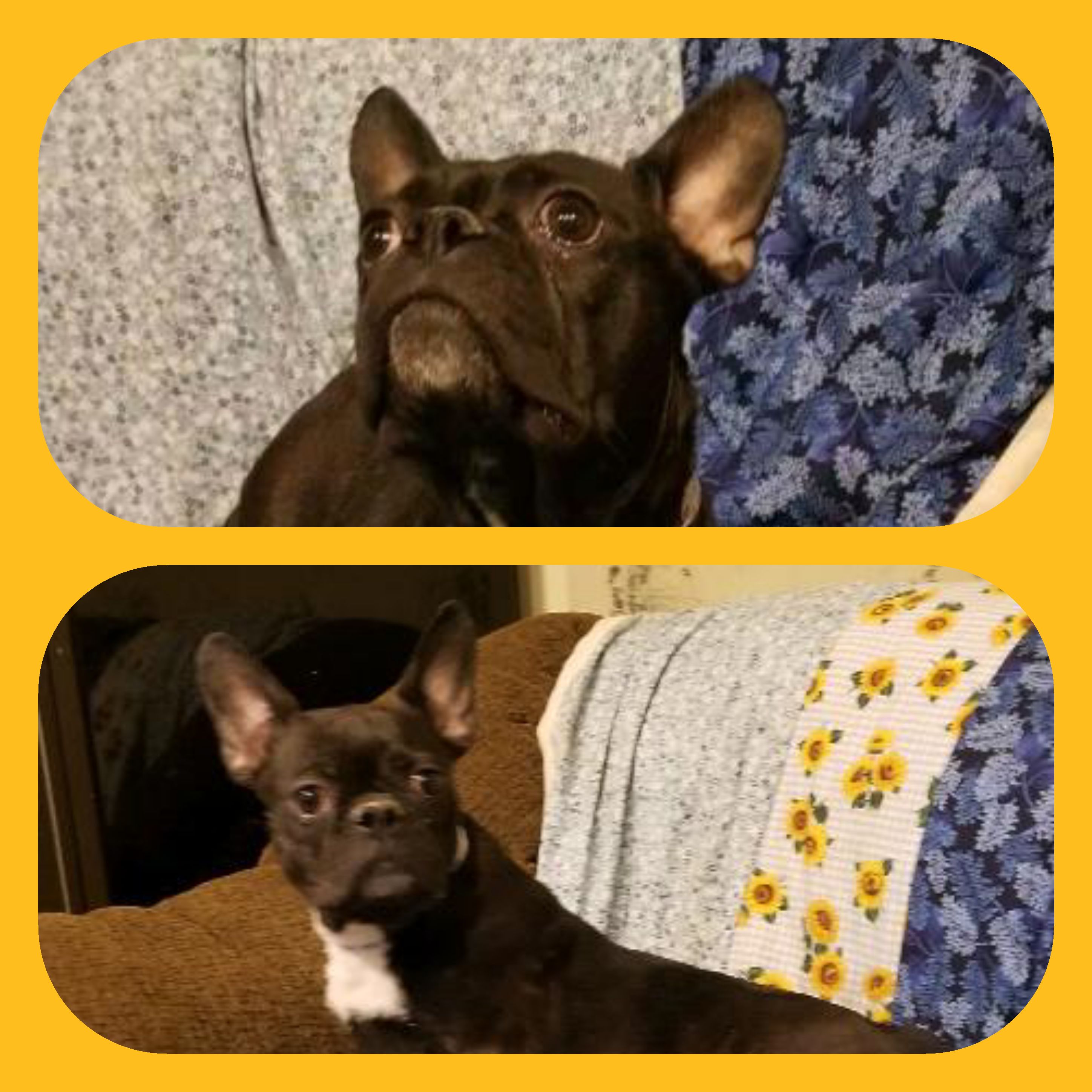 puppy, for, sale, Frenchton, Loren & Elaine  Nolt, dog, breeder, East Earl, PA, dog-breeder, puppy-for-sale, forsale, nearby, find, puppyfind, locator, puppylocator, aca