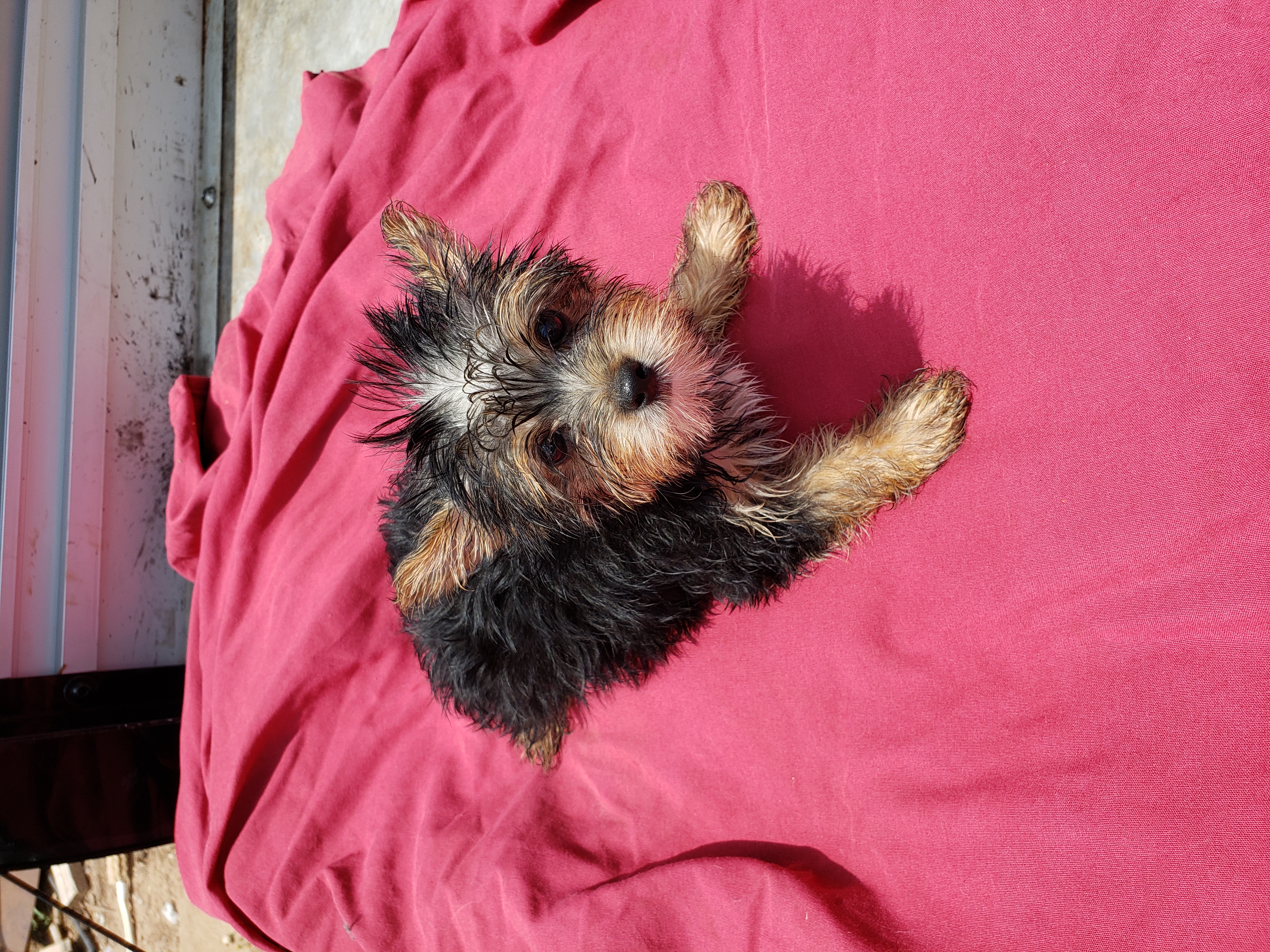 puppy, for, sale, Yorkshire Terrier, Ollie  Moore, dog, breeder, San Jon, NM, dog-breeder, puppy-for-sale, forsale, nearby, find, puppyfind, locator, puppylocator, aca