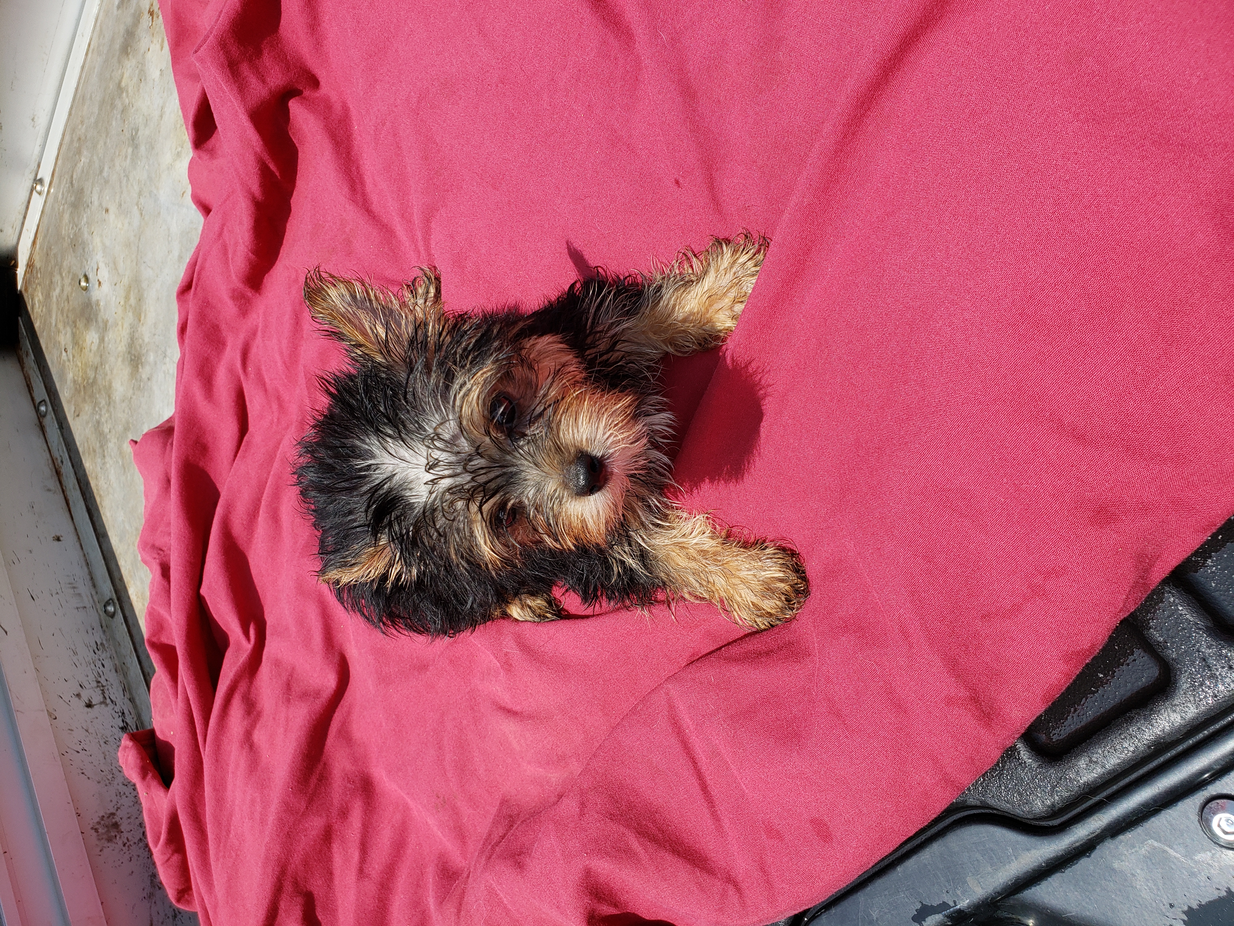 puppy, for, sale, Yorkshire Terrier, Ollie  Moore, dog, breeder, San Jon, NM, dog-breeder, puppy-for-sale, forsale, nearby, find, puppyfind, locator, puppylocator, aca