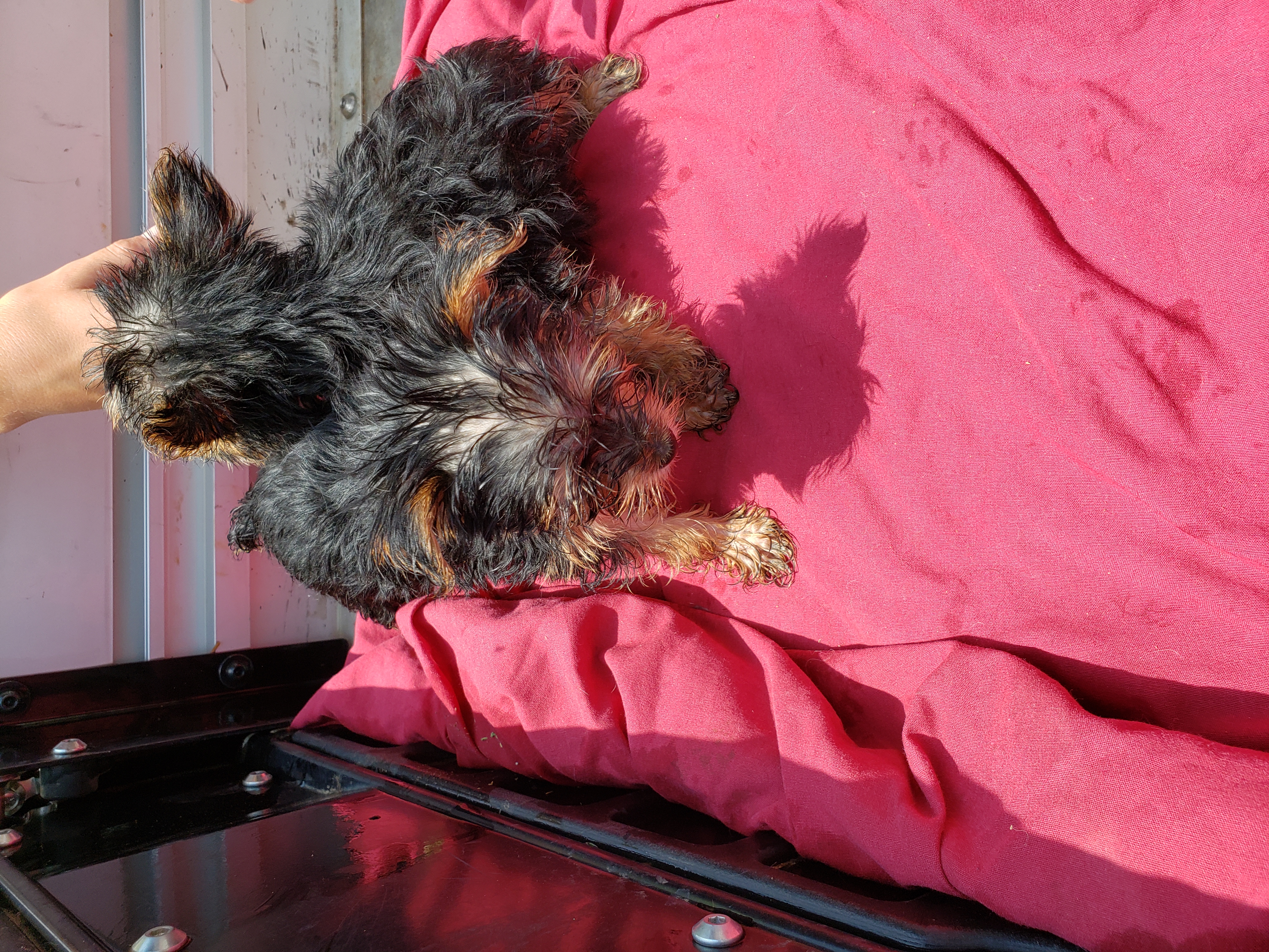 puppy, for, sale, Yorkshire Terrier, Ollie  Moore, dog, breeder, San Jon, NM, dog-breeder, puppy-for-sale, forsale, nearby, find, puppyfind, locator, puppylocator, aca