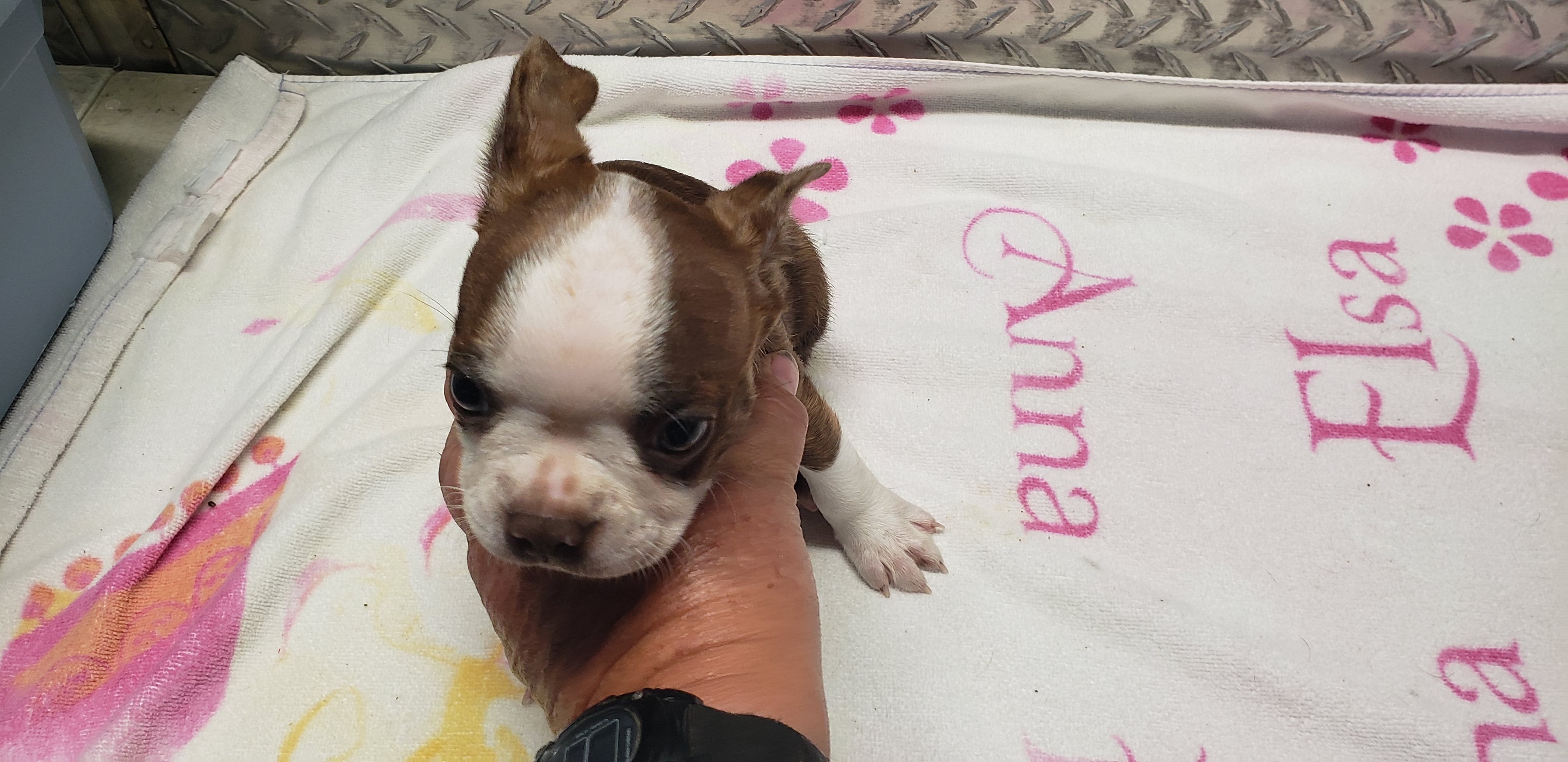 puppy, for, sale, Boston Terrier, Gayle  Baker, dog, breeder, Minneapolis, KS, dog-breeder, puppy-for-sale, forsale, nearby, find, puppyfind, locator, puppylocator, aca