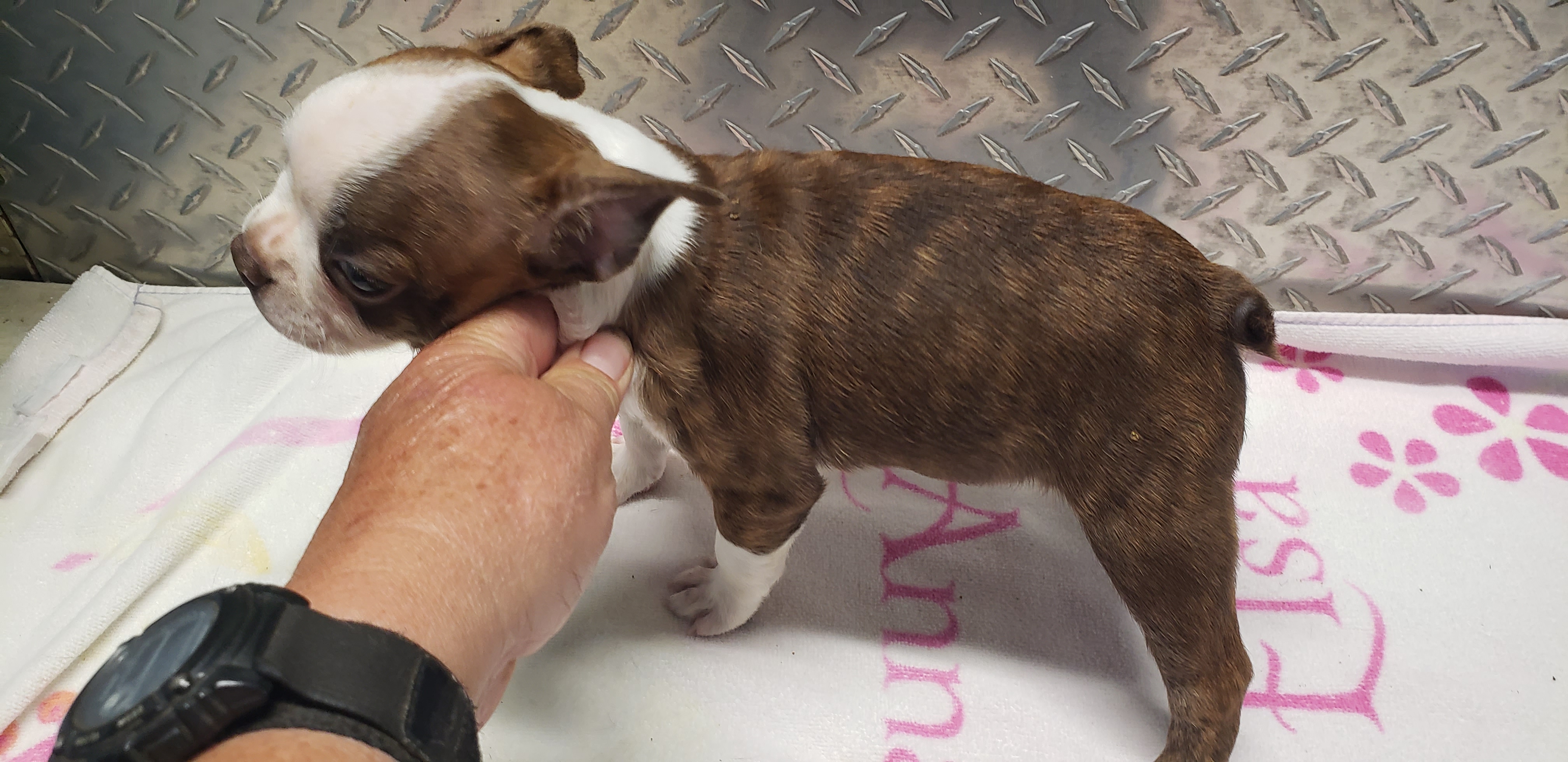 puppy, for, sale, Boston Terrier, Gayle  Baker, dog, breeder, Minneapolis, KS, dog-breeder, puppy-for-sale, forsale, nearby, find, puppyfind, locator, puppylocator, aca