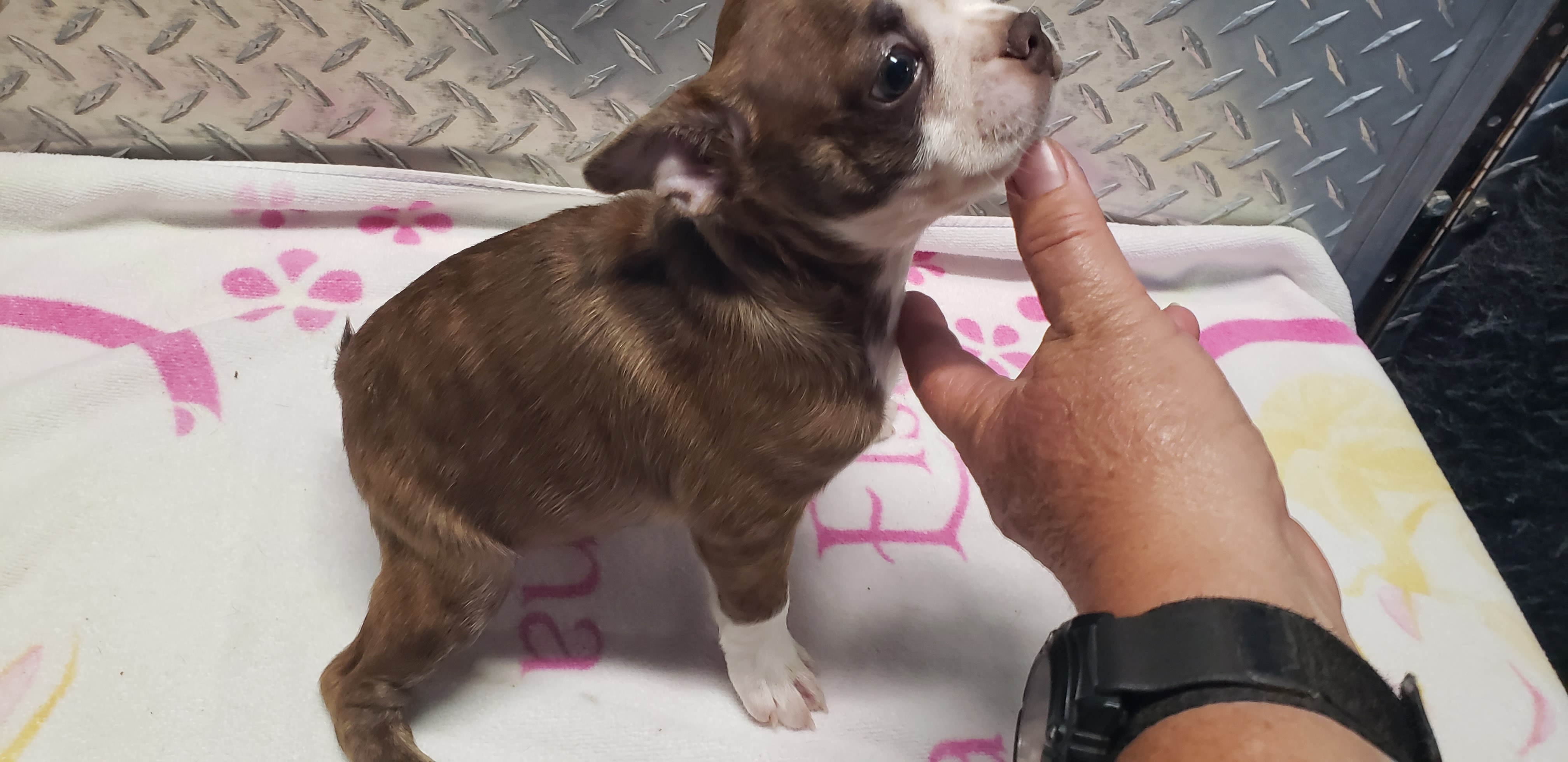 puppy, for, sale, Boston Terrier, Gayle  Baker, dog, breeder, Minneapolis, KS, dog-breeder, puppy-for-sale, forsale, nearby, find, puppyfind, locator, puppylocator, aca