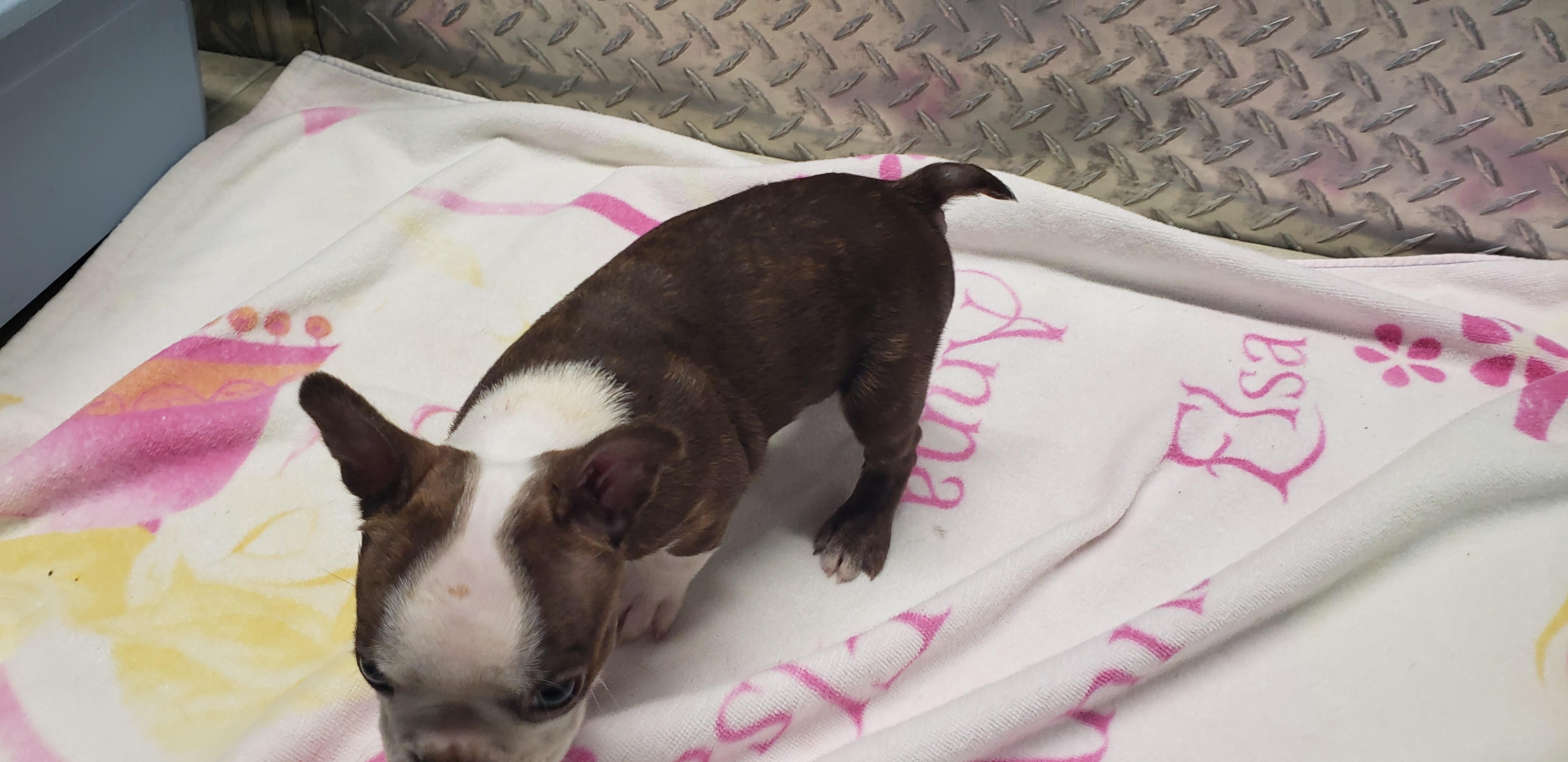 puppy, for, sale, Boston Terrier, Gayle  Baker, dog, breeder, Minneapolis, KS, dog-breeder, puppy-for-sale, forsale, nearby, find, puppyfind, locator, puppylocator, aca