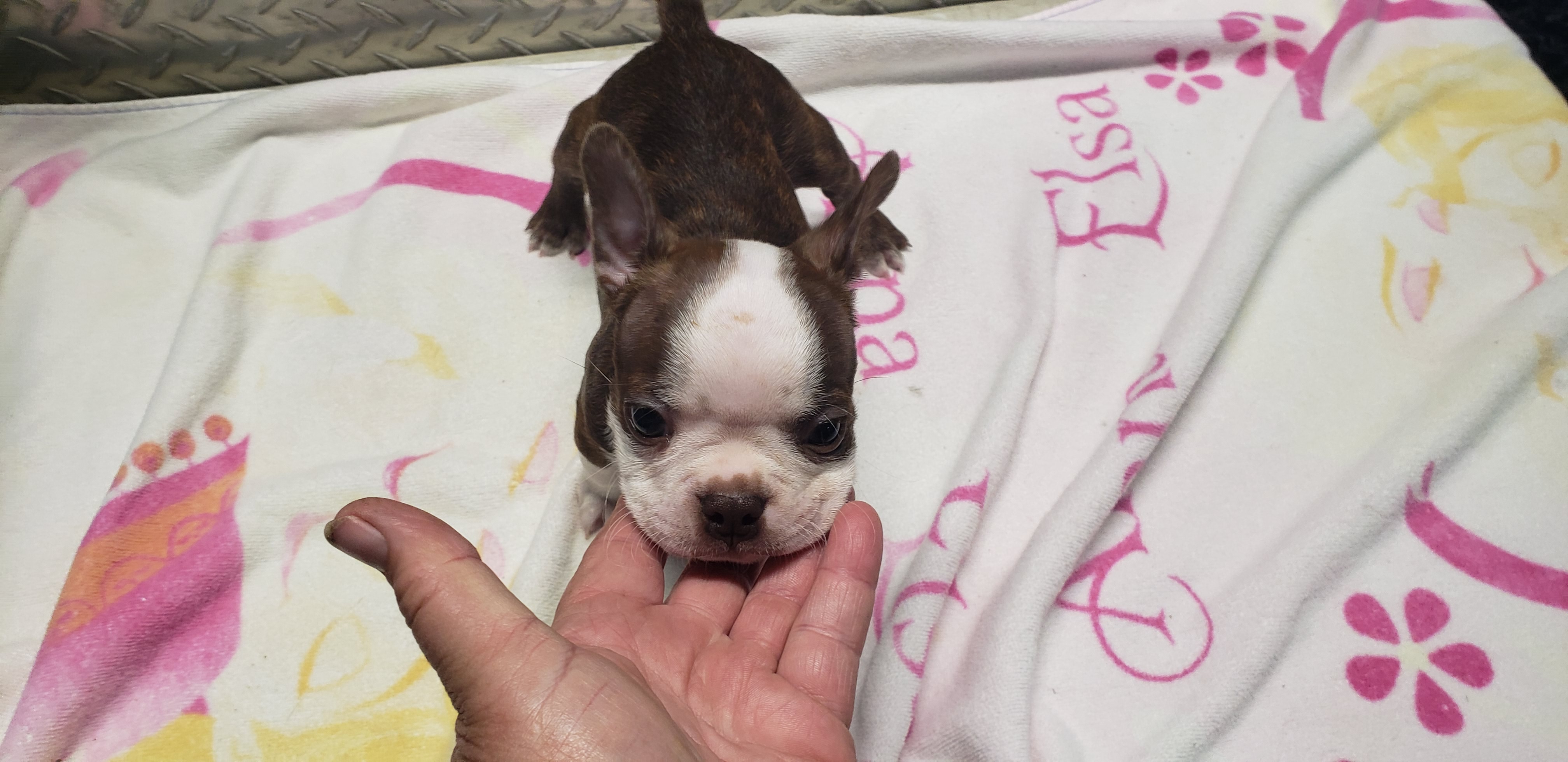 puppy, for, sale, Boston Terrier, Gayle  Baker, dog, breeder, Minneapolis, KS, dog-breeder, puppy-for-sale, forsale, nearby, find, puppyfind, locator, puppylocator, aca